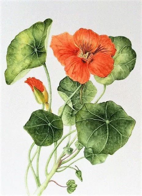 Art Class: Botanicals