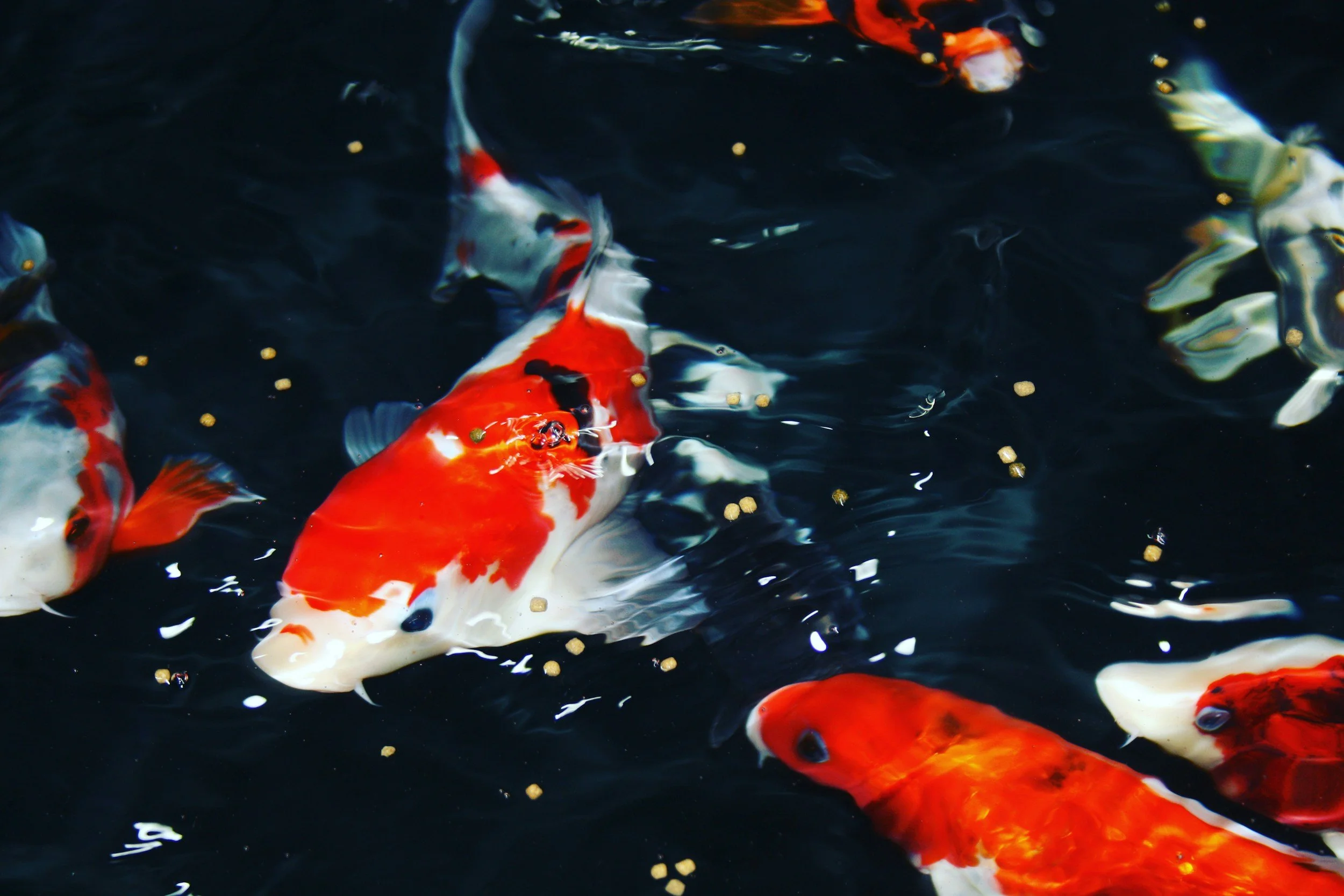 Art Class: Fish
