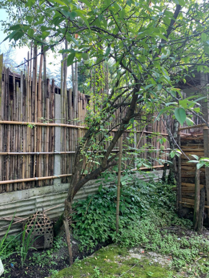 Yugyang of Tadu village, Lower Subansiri District, Arunachal Pradesh.