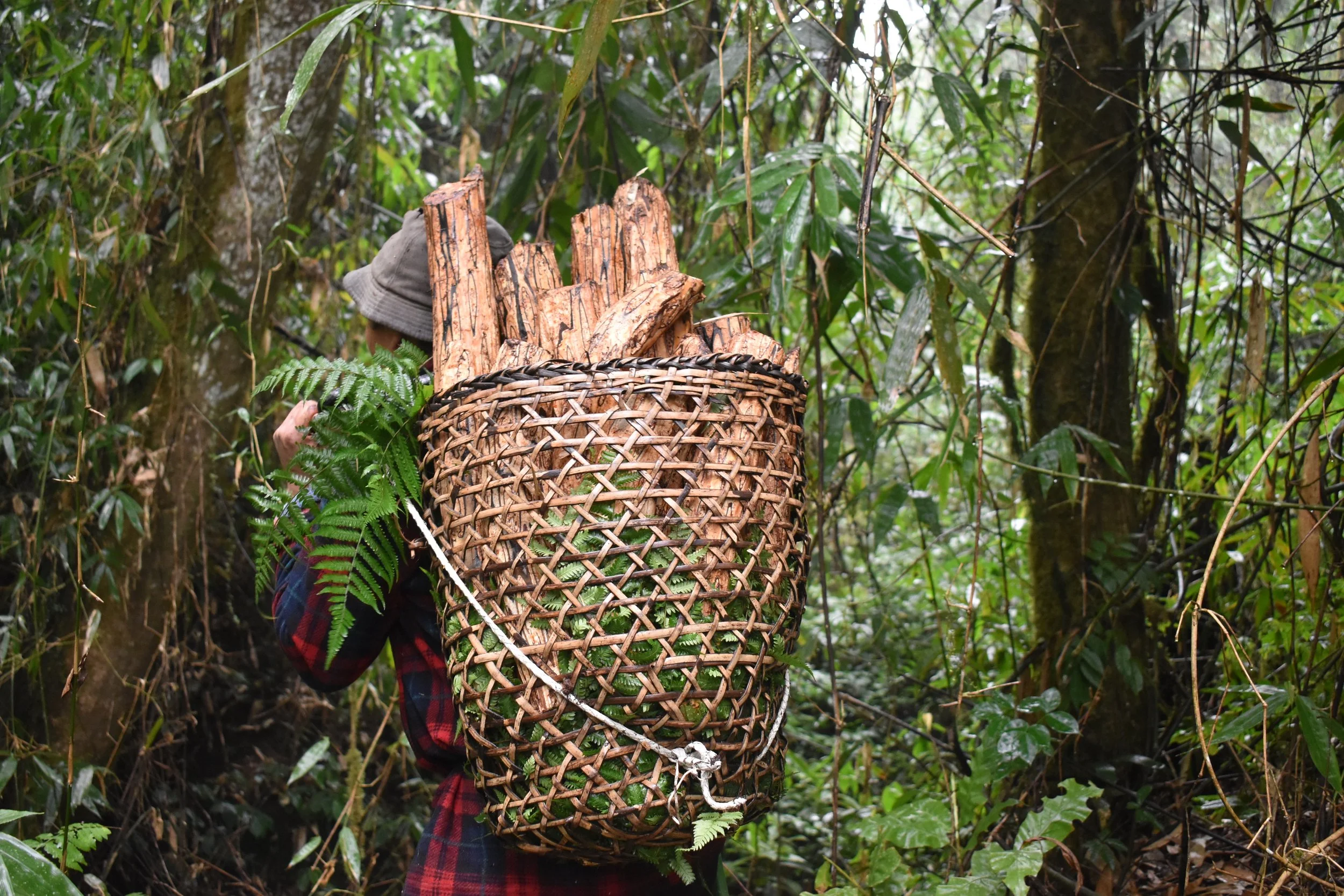 The harvester carrying a tree fern log with the first layer peeled, heading towards the harvesting bed.