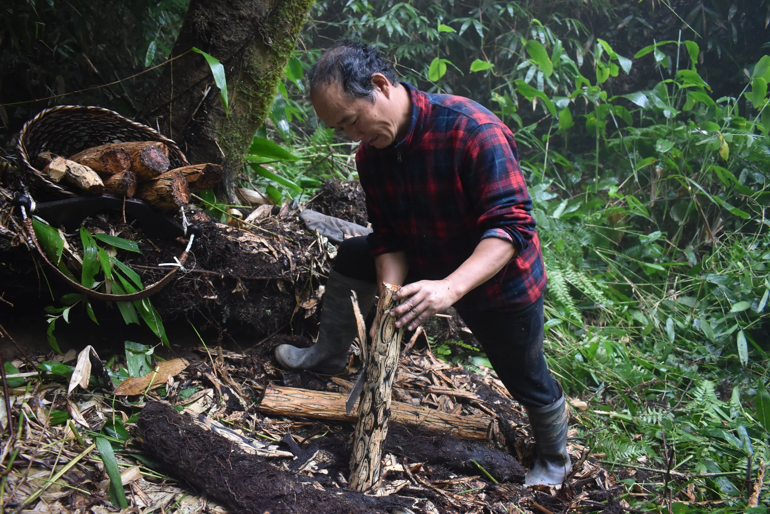 The harvester is peeling the first layer of the tree fern to prepare it for transport to the harvesting bed, where the cut tree fern will be processed to extract the pith.