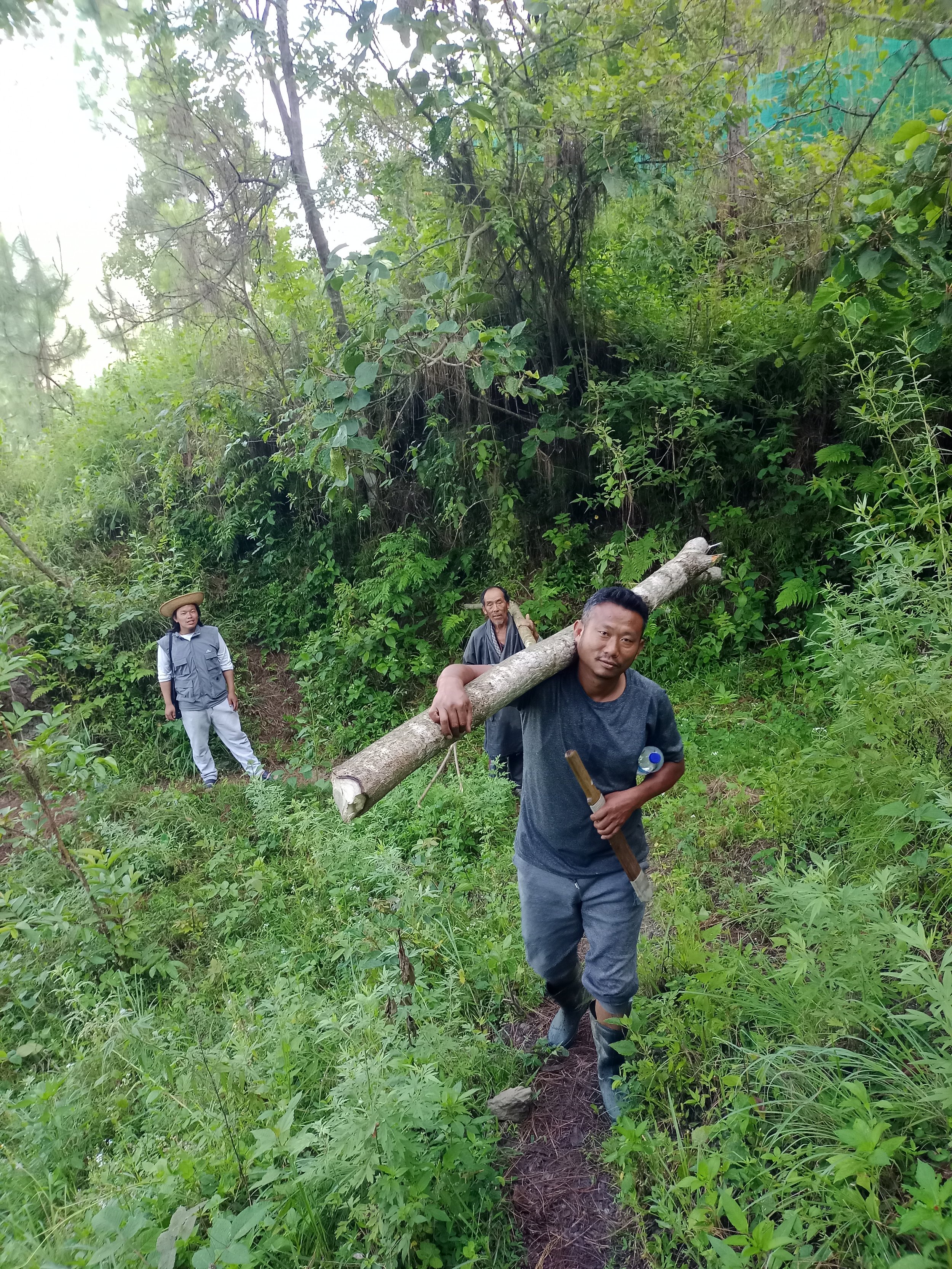 The rhuschiensis tree has to be carried with its bark to prevent rashes caused by the sap that emerges from the wood if the bark is removed.