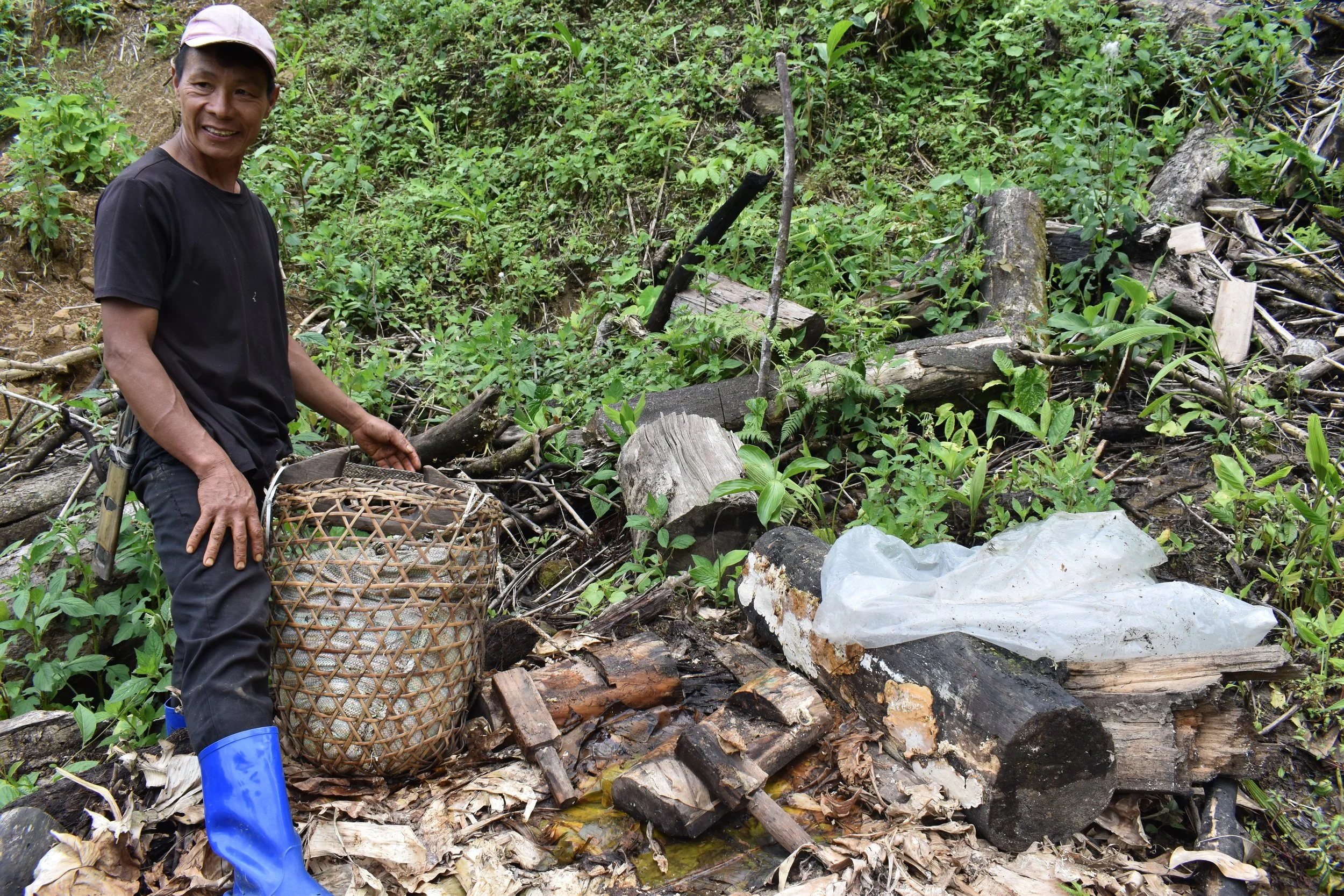 Mr. Yosaha Yobin is collecting his harvested Atheeh.
