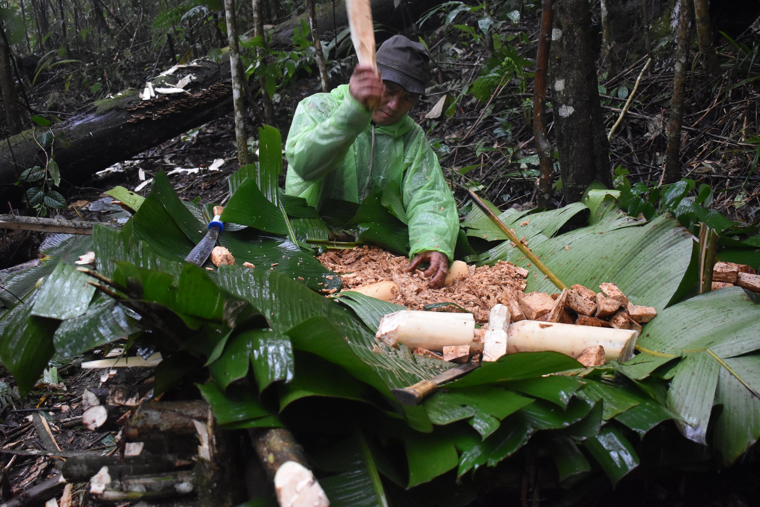 Mr. Tseyedi Yobin, the harvester, is smashing the tree fern pith.