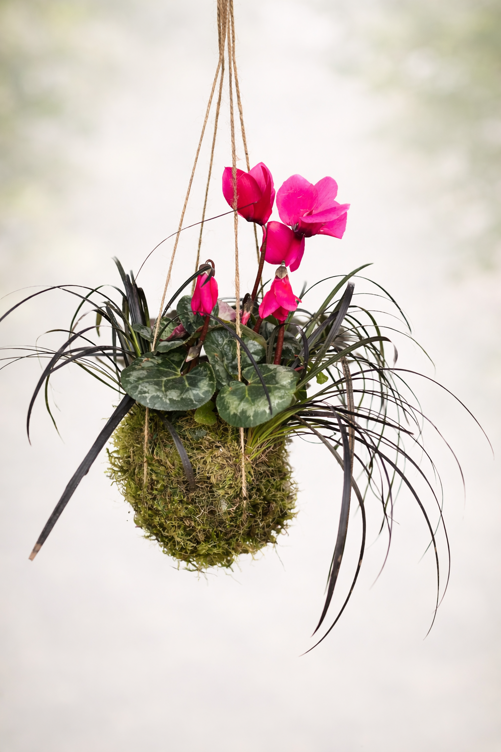 Hanging Kokedama Cyclamen with Black Mondo Grass