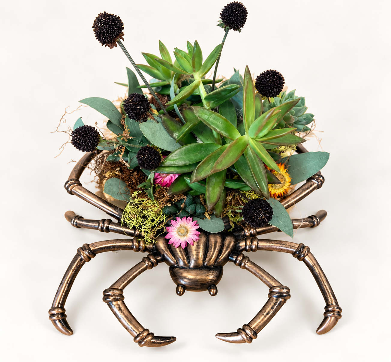 Bronze Spider Succulent Garden.png