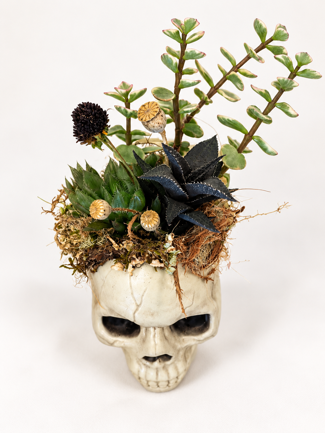 Skull Planter with Succulent Garden.png