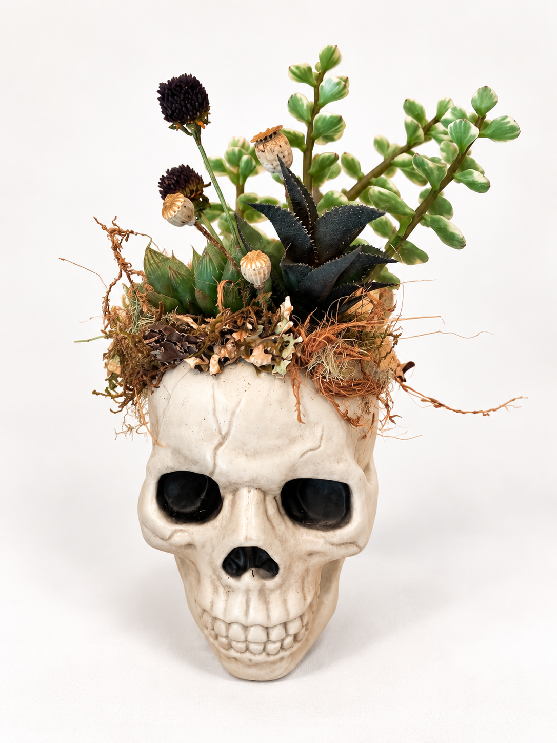 Skull Planter with Succulent Crown-2.png