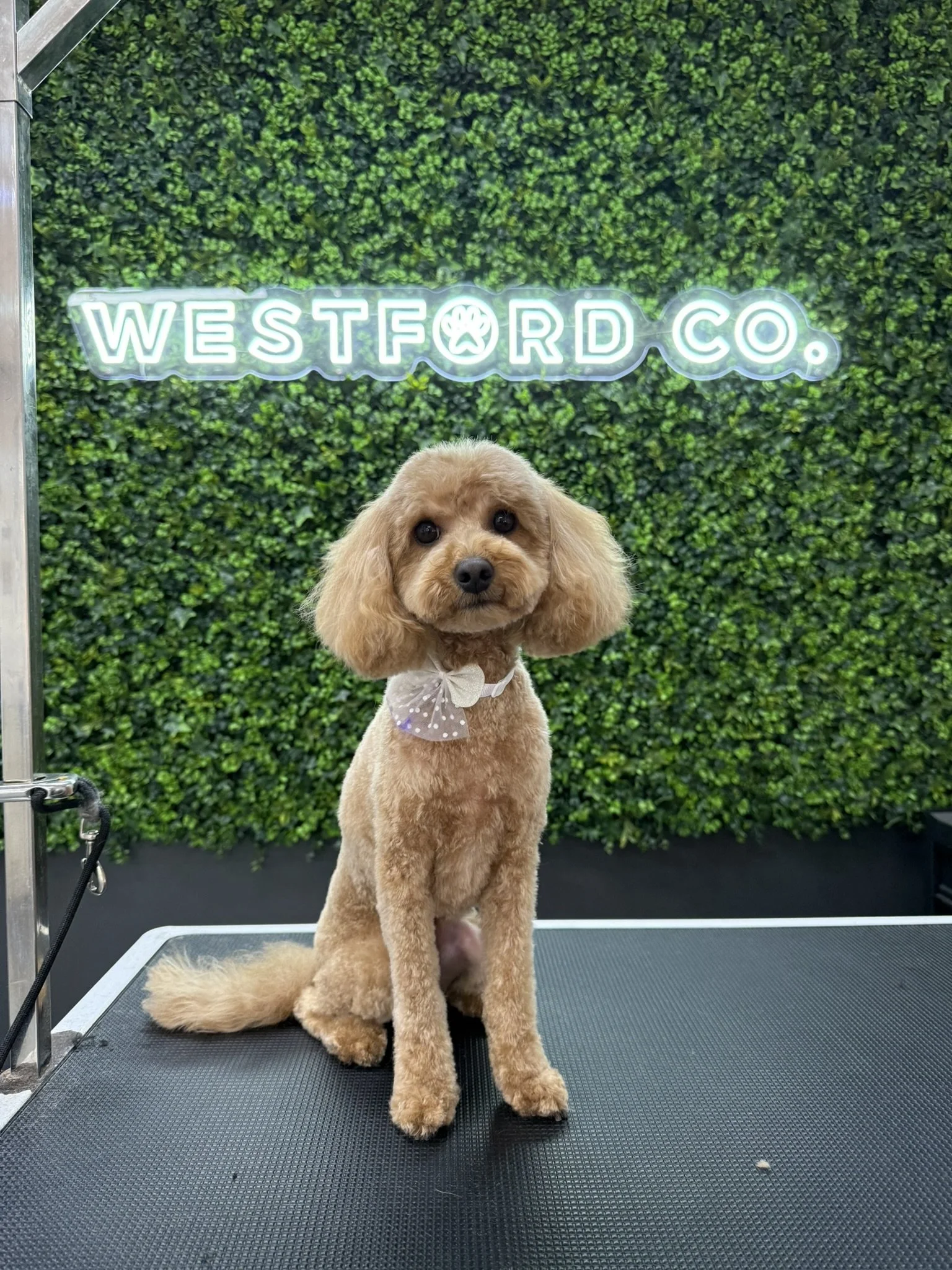 Professional Dog Groomers at Westford Co Adelaide