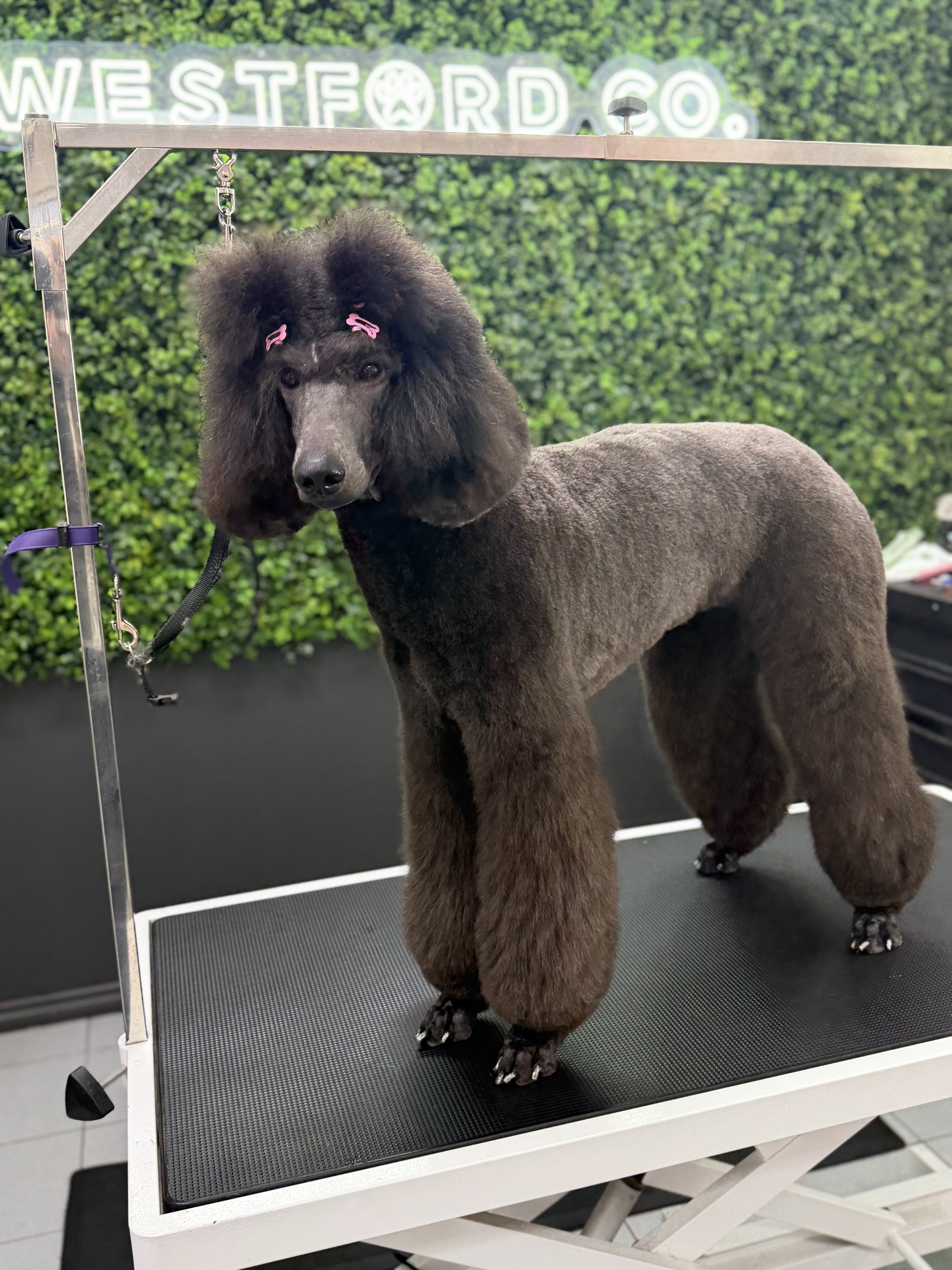 Poodle Grooming