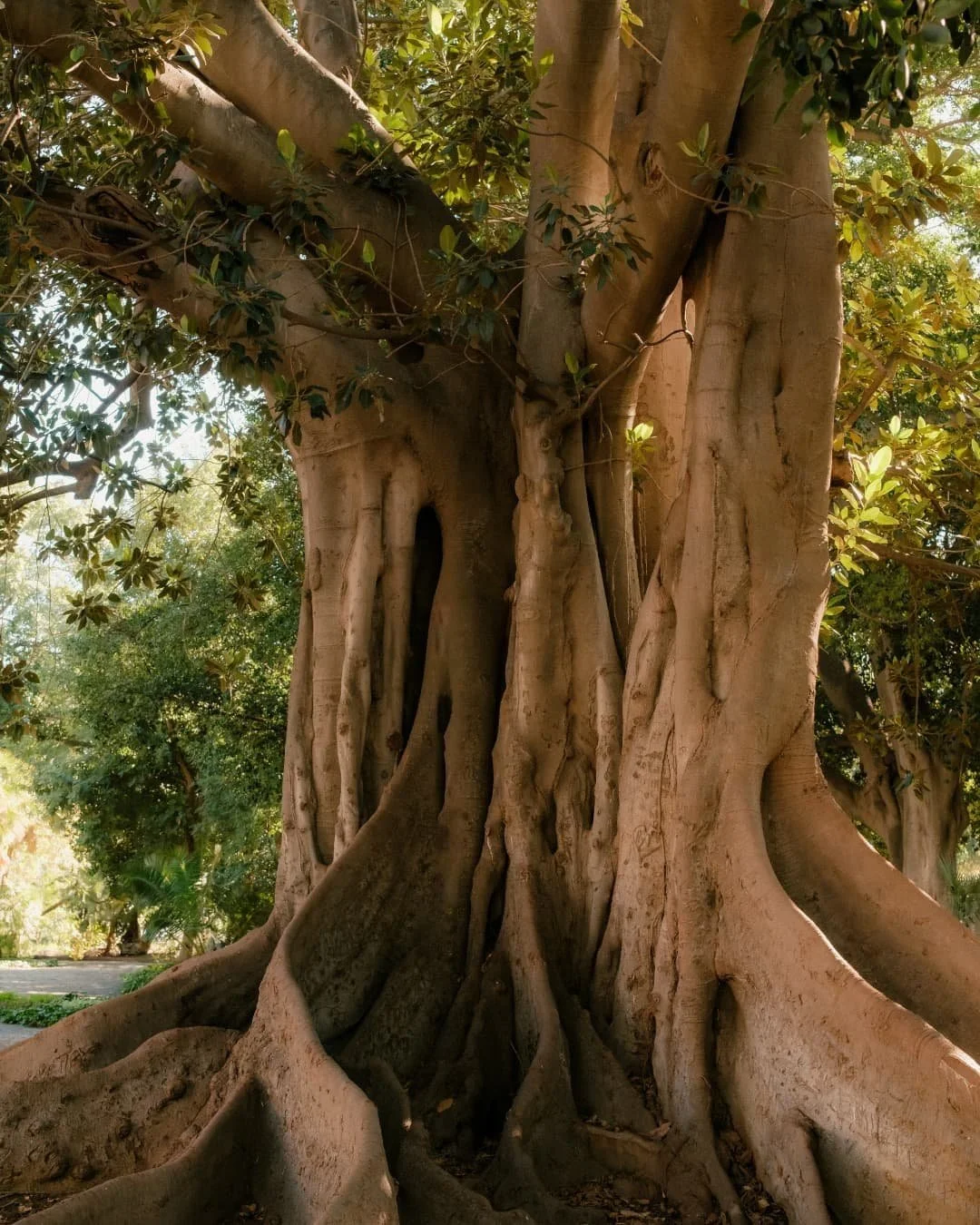 A large, ancient tree with thick, twisting roots and a wide trunk, surrounded by green foliage and sunlight filtering through the leaves.