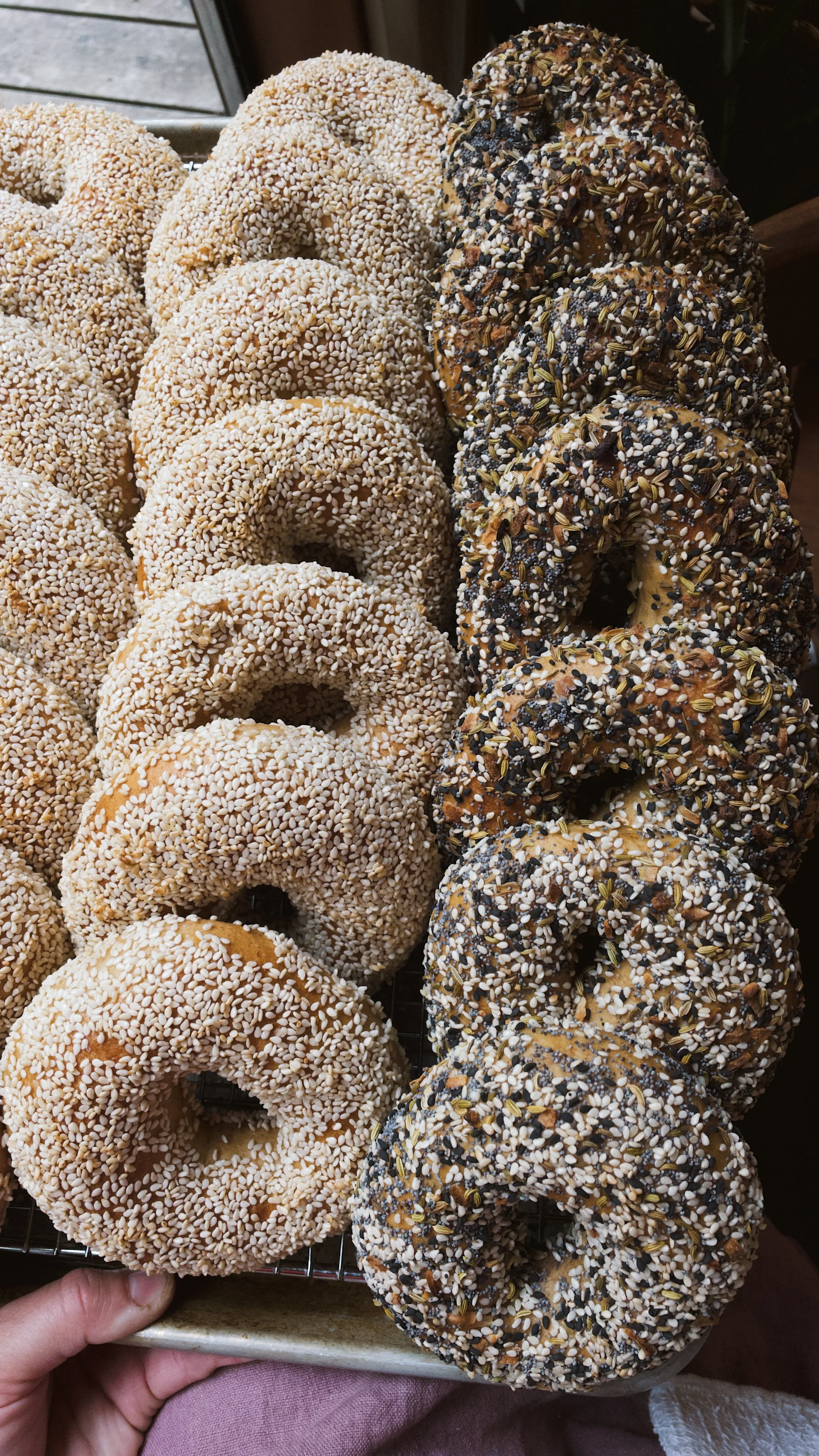 Tray of assorted bagels with sesame seeds and other toppings.