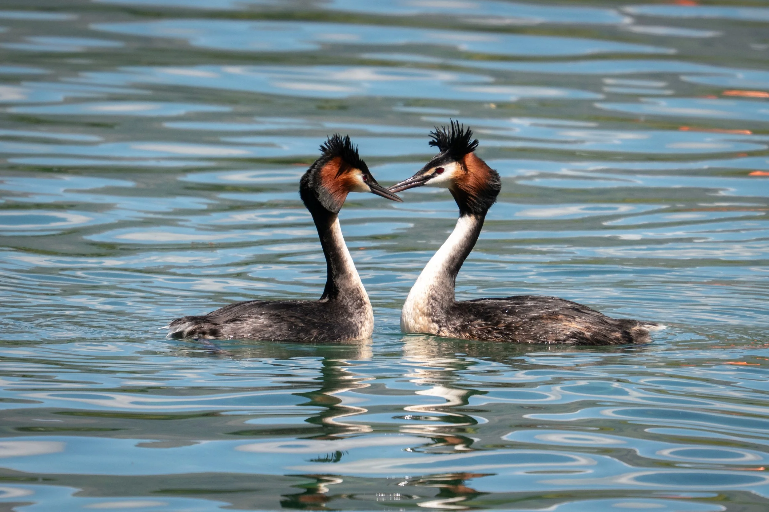 Pūteketeke at the Wānaka nesting boxes