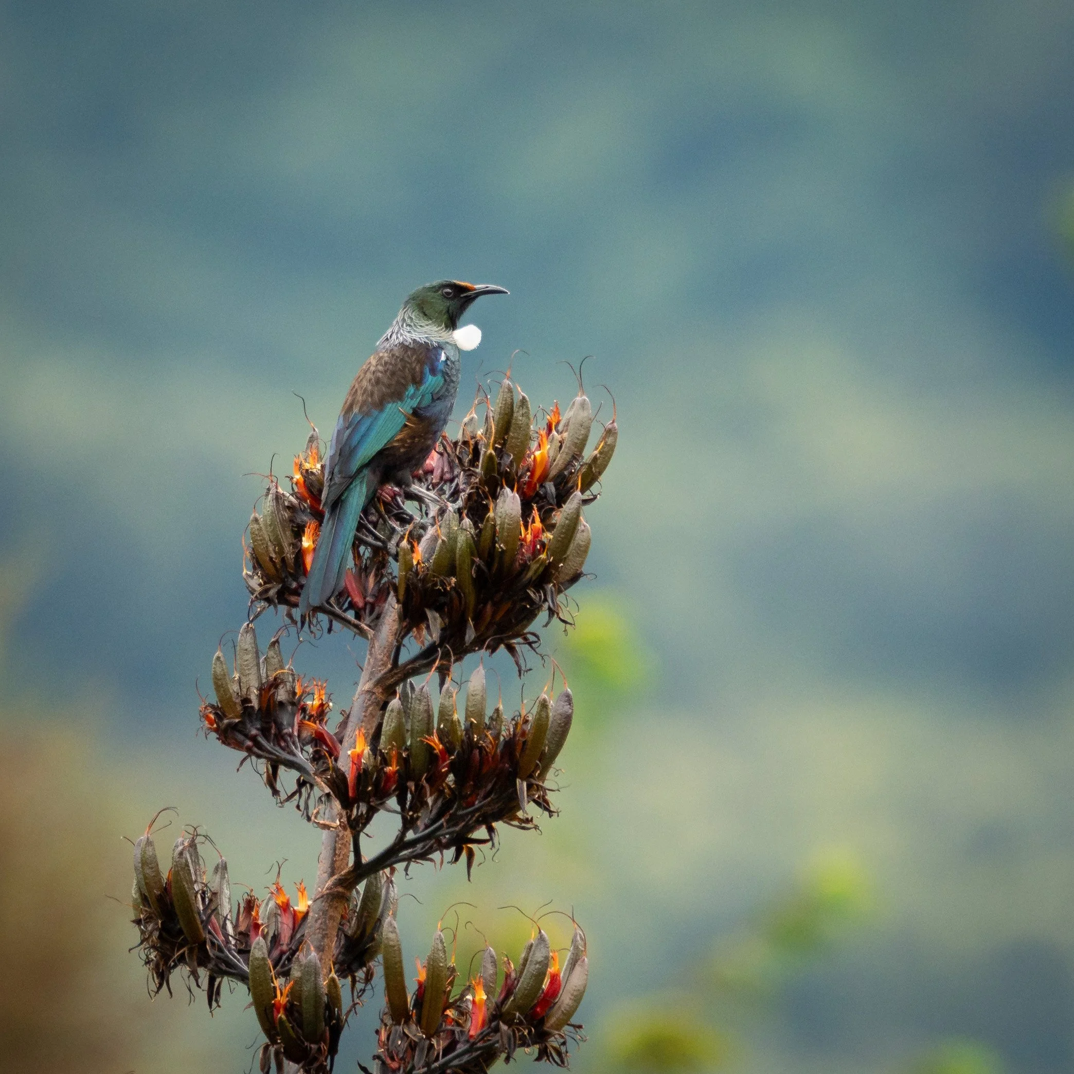 Tui on Harakeke