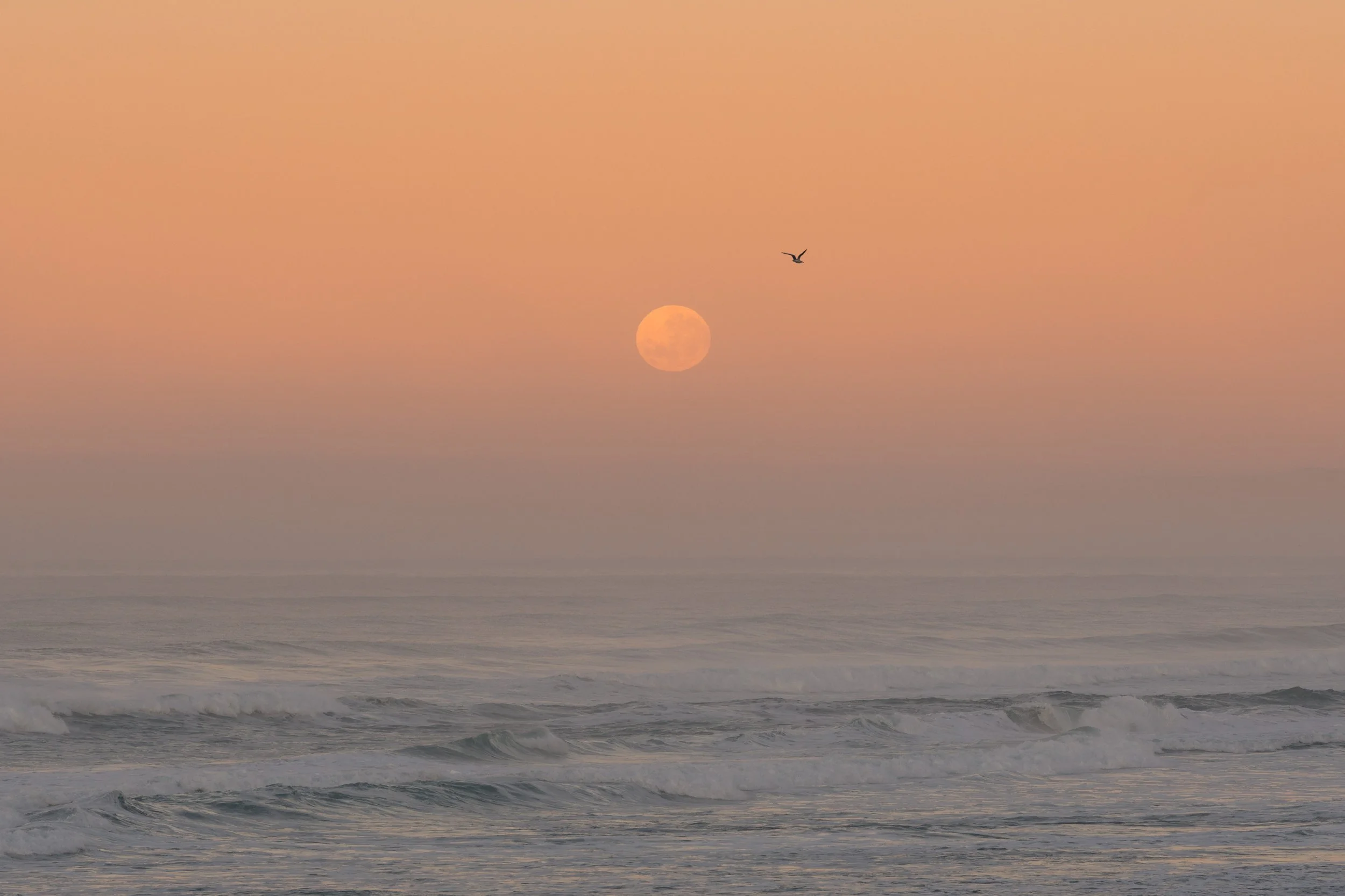 Moonset at Dawn, Dunedin