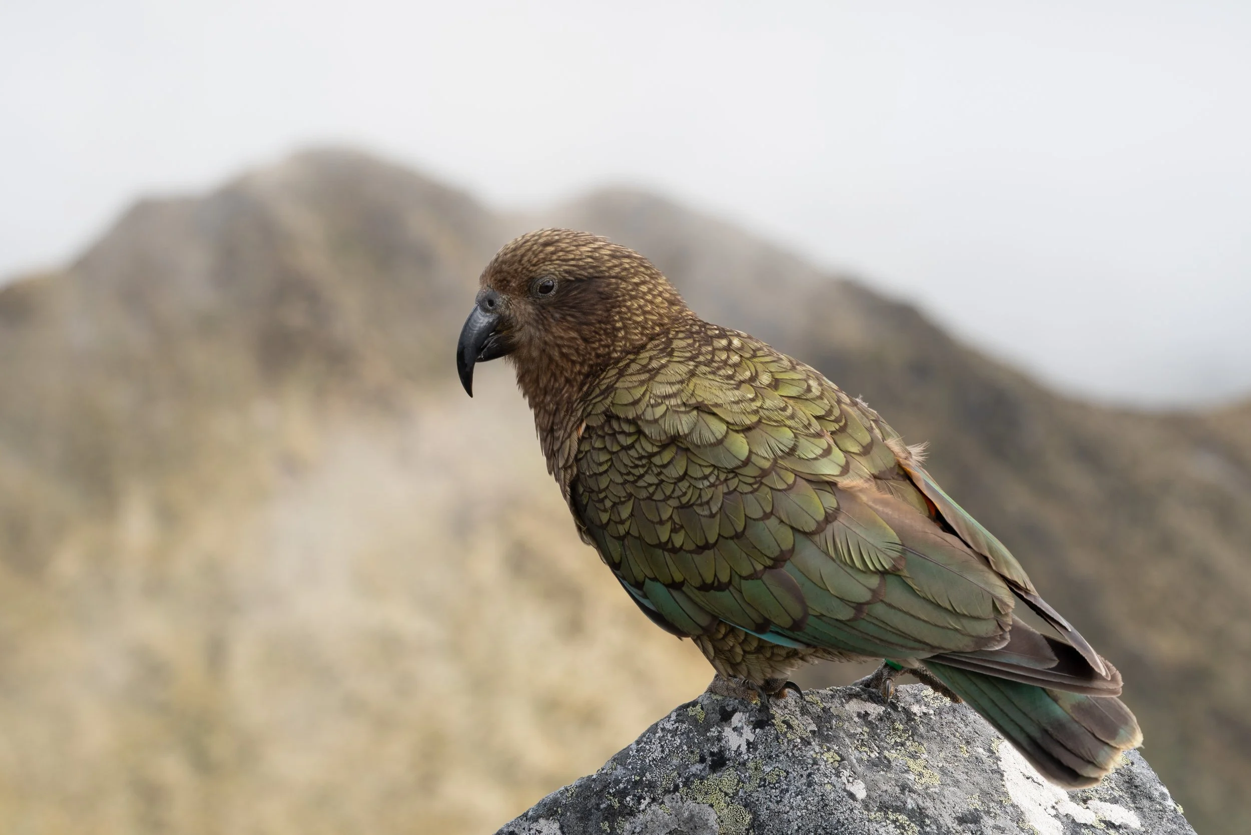 Kea on Mount Luxmore
