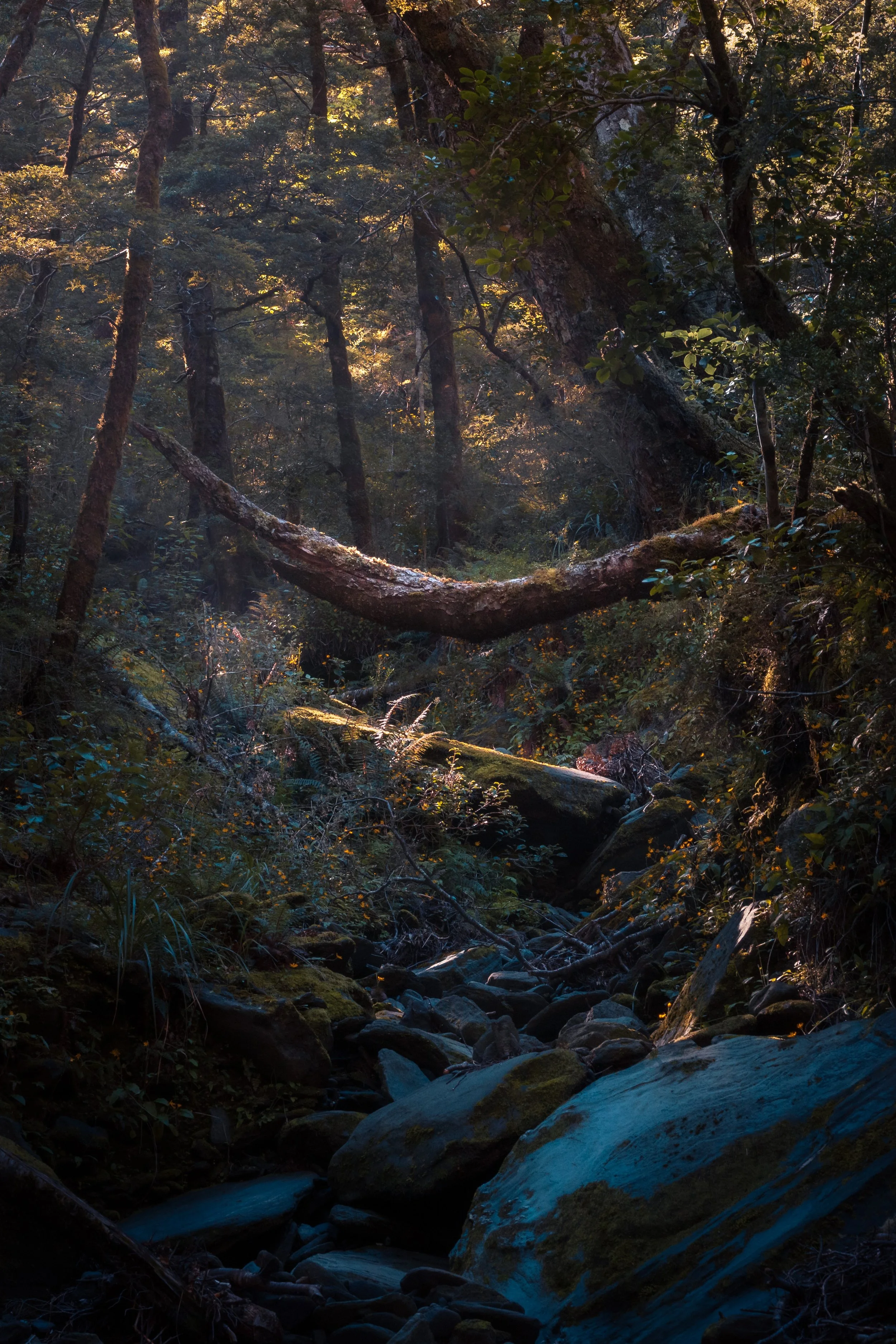 "Tree Hammock"
