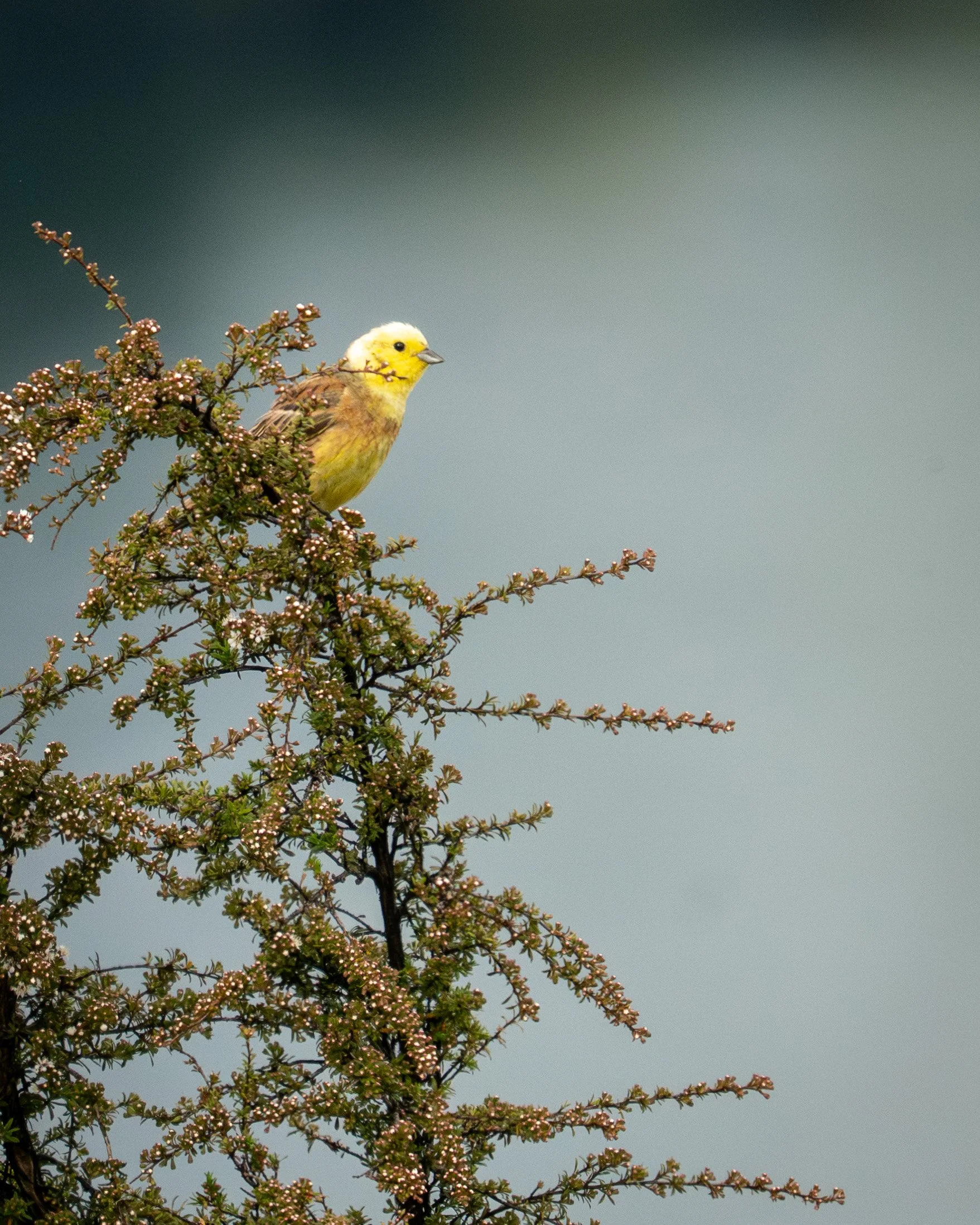 Yellowhammer / Hurukōwhai
