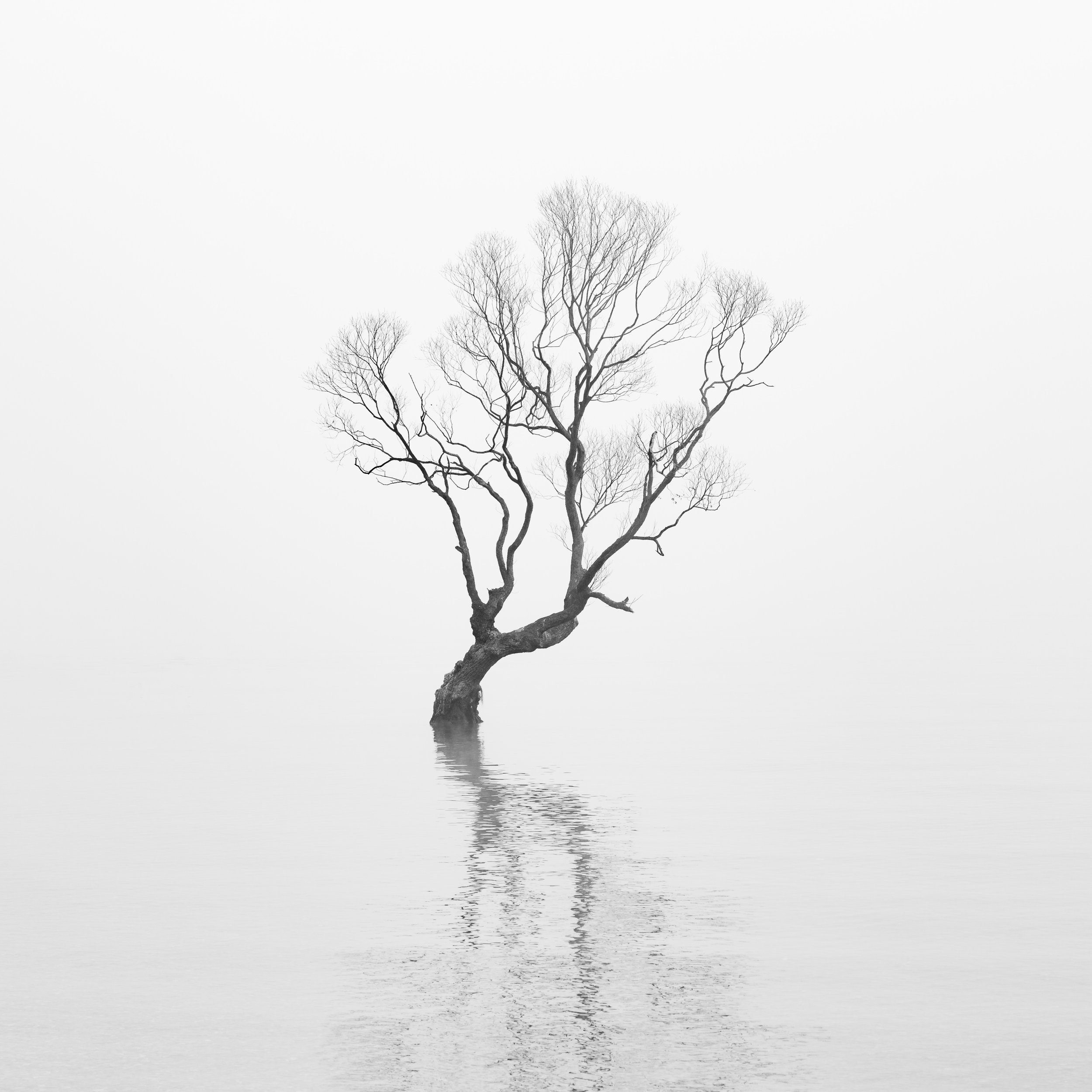 "A Singular Willow"