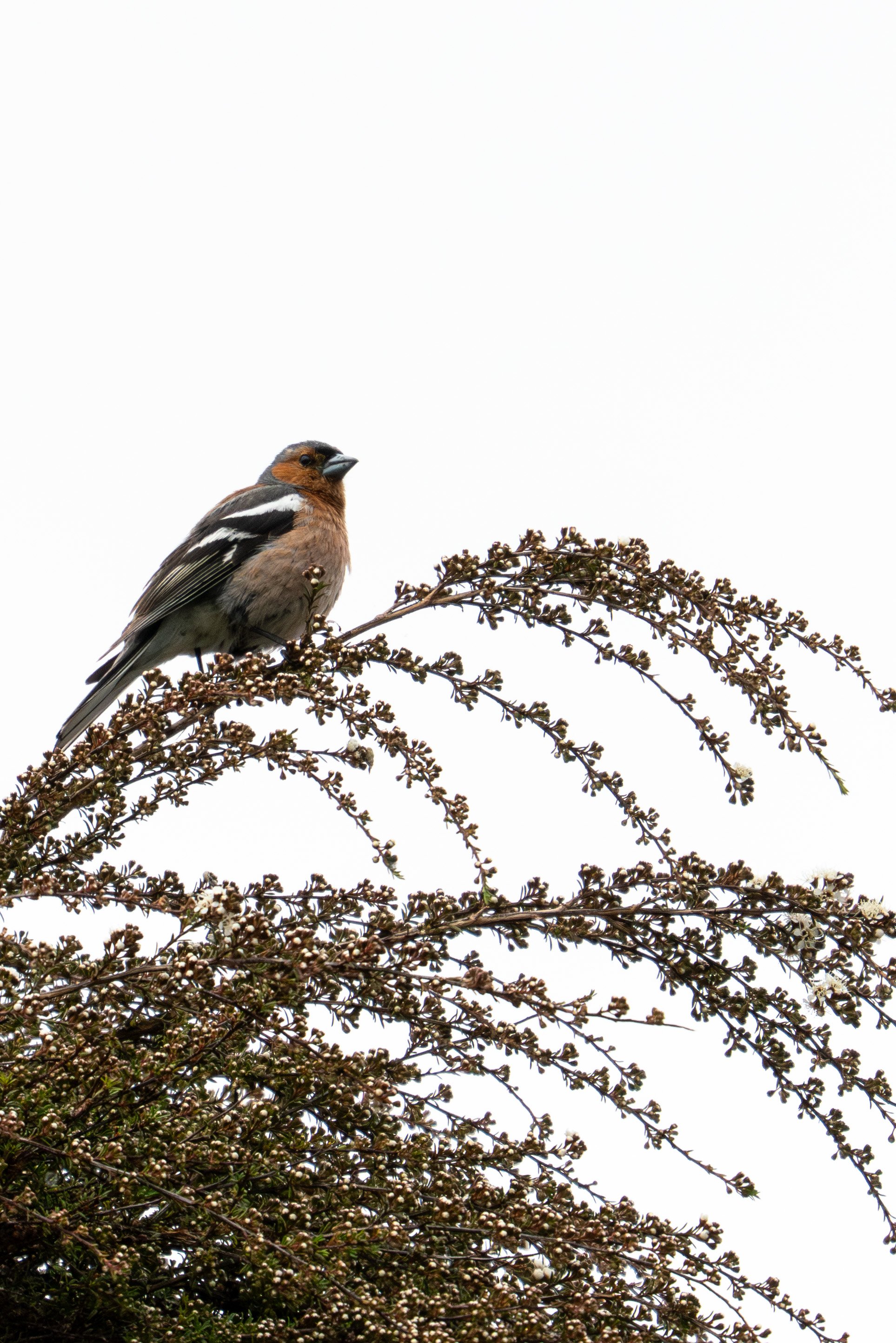 Chaffinch