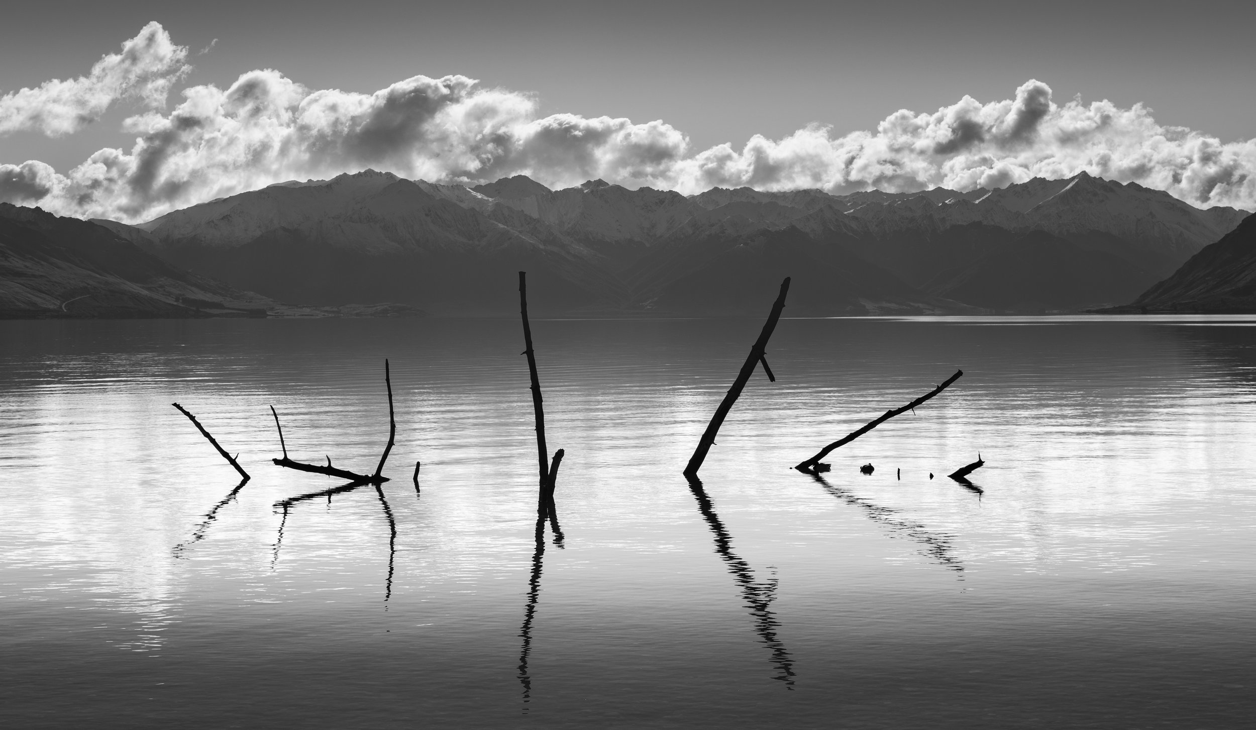 Fallen tree in Lake Hāwea