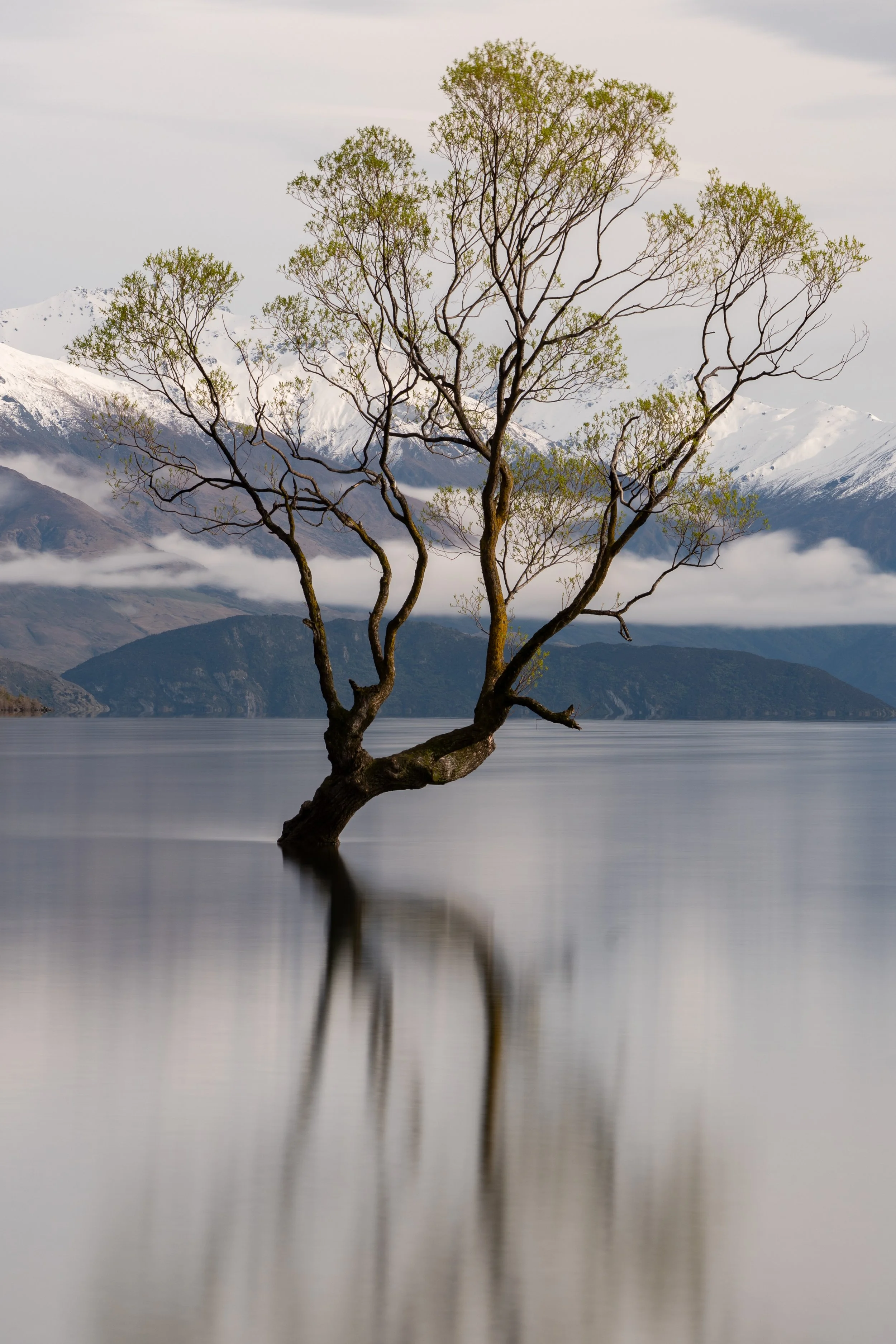 Wānaka Tree