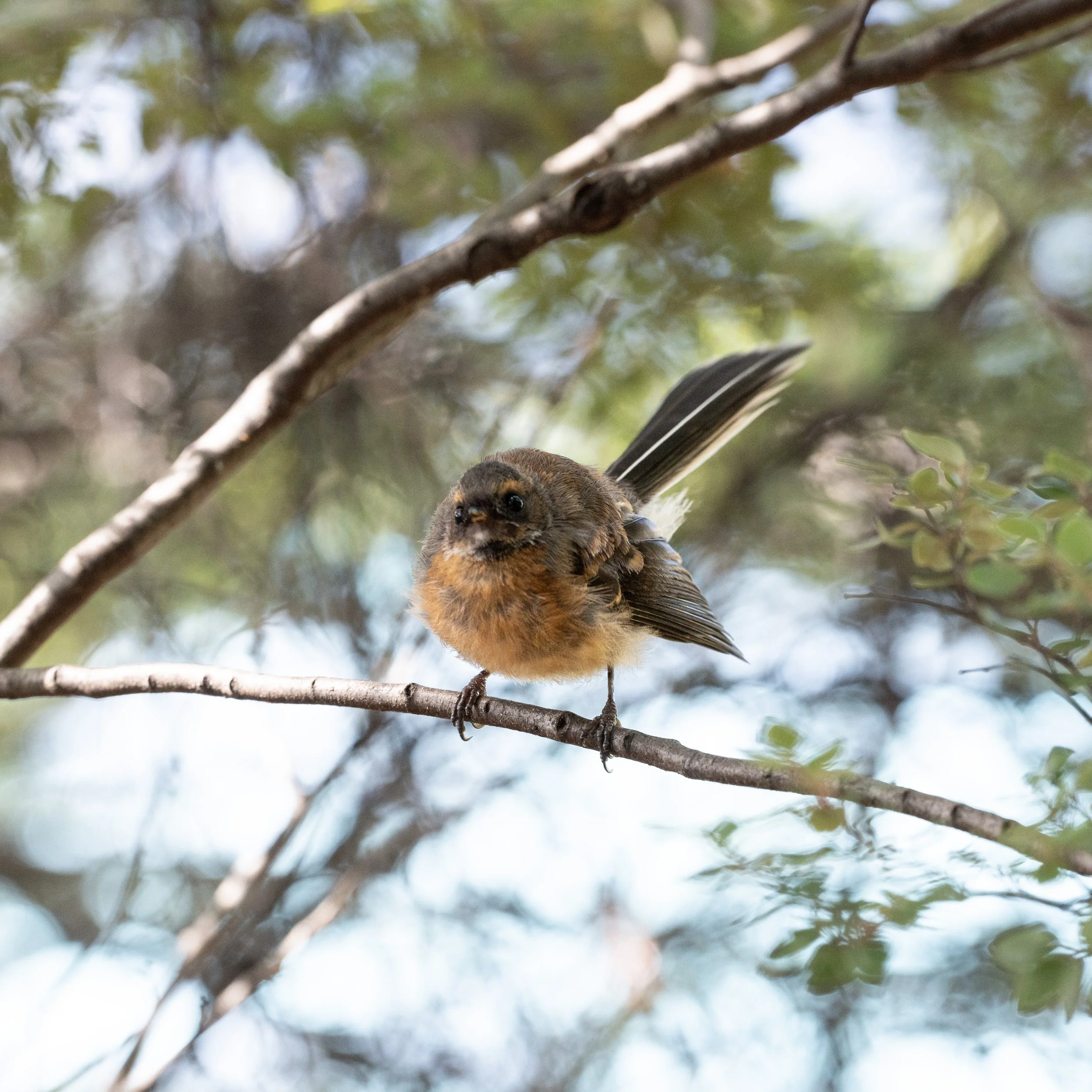 Fantail