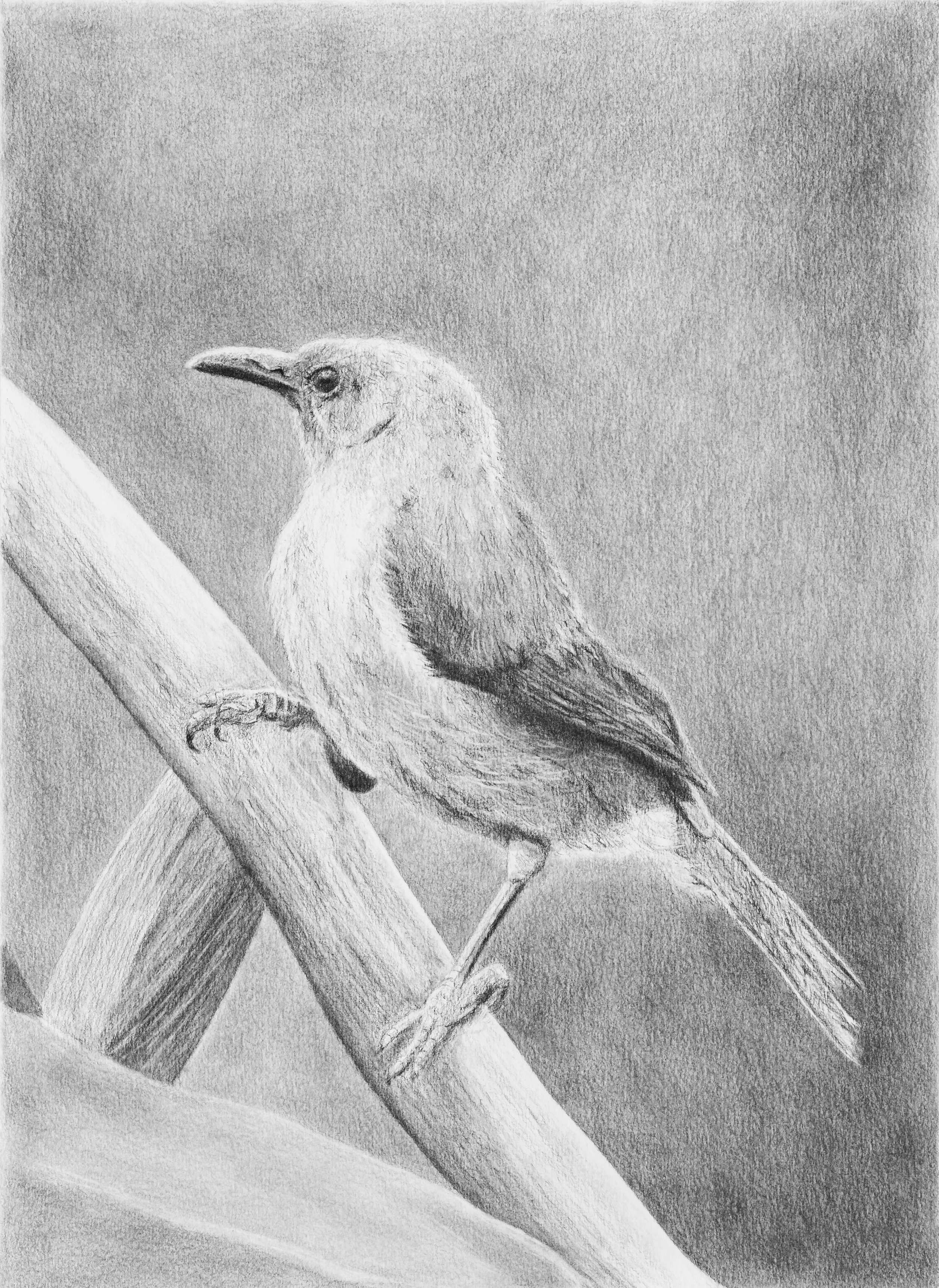 Bellbird on Flax

Reference photo credit: Me