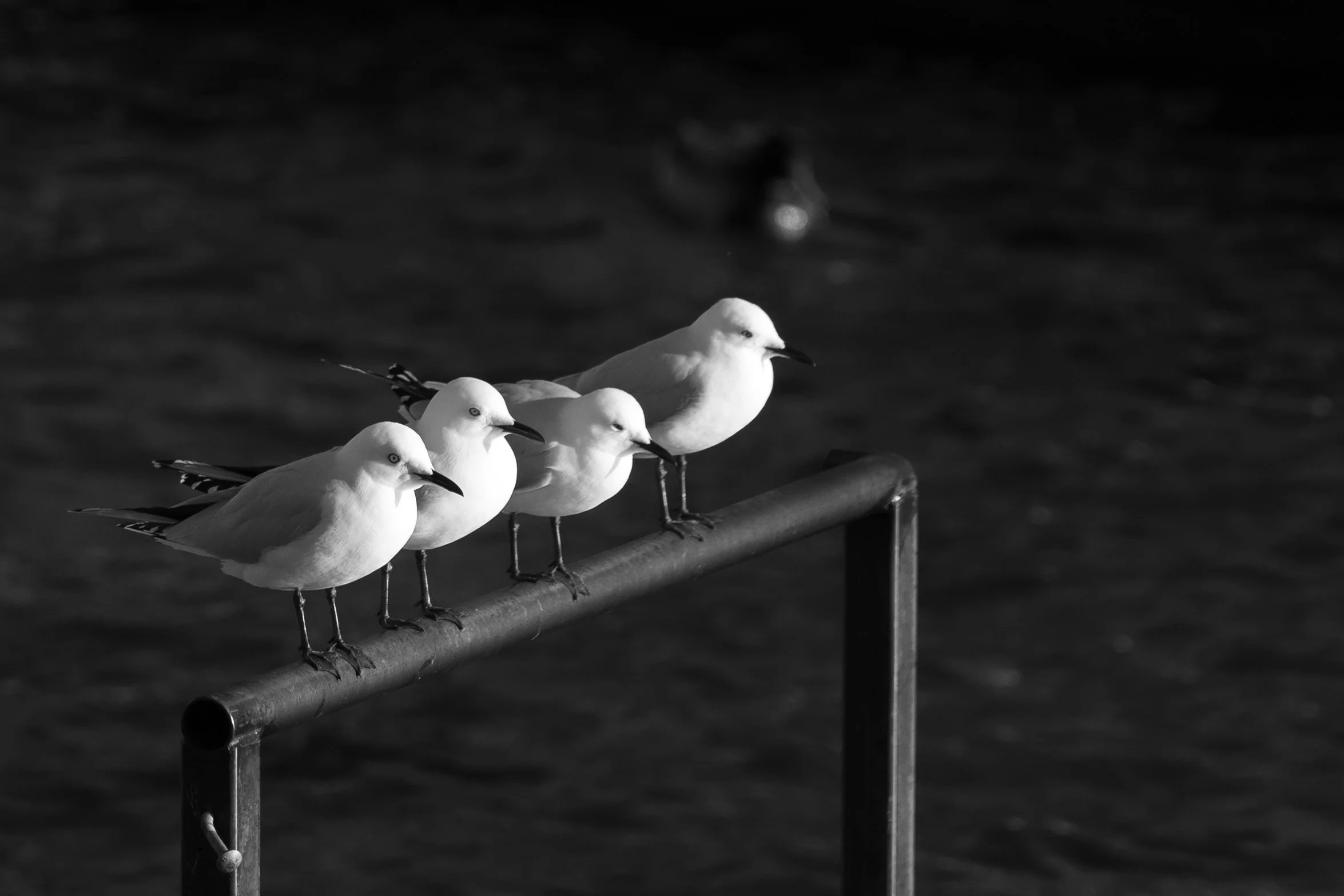 Black billed gulls at Lake Wanaka Jetty