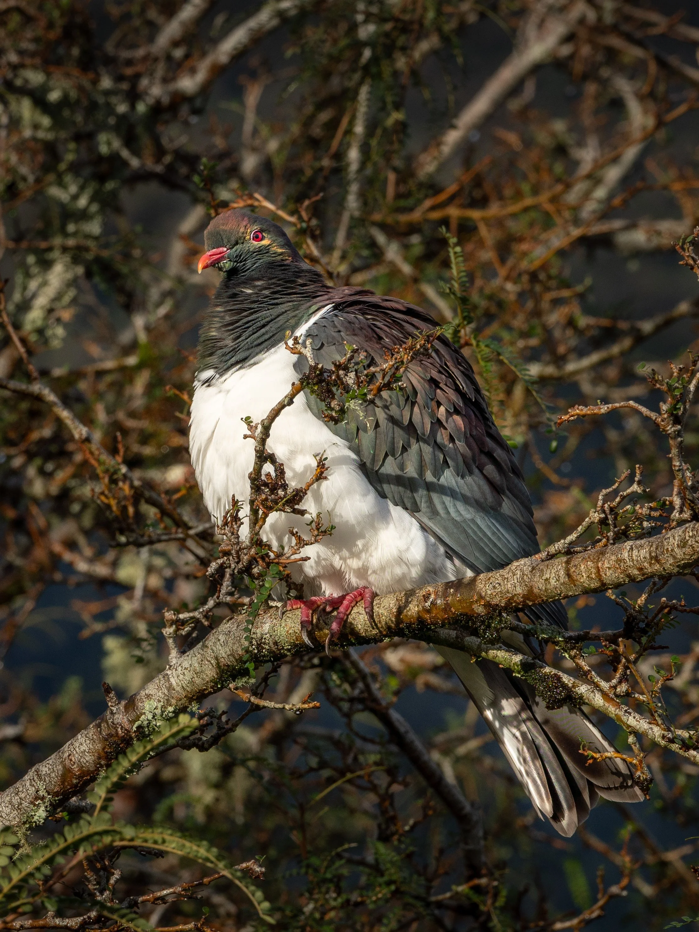 New Zealand Pigeon / Kererū 