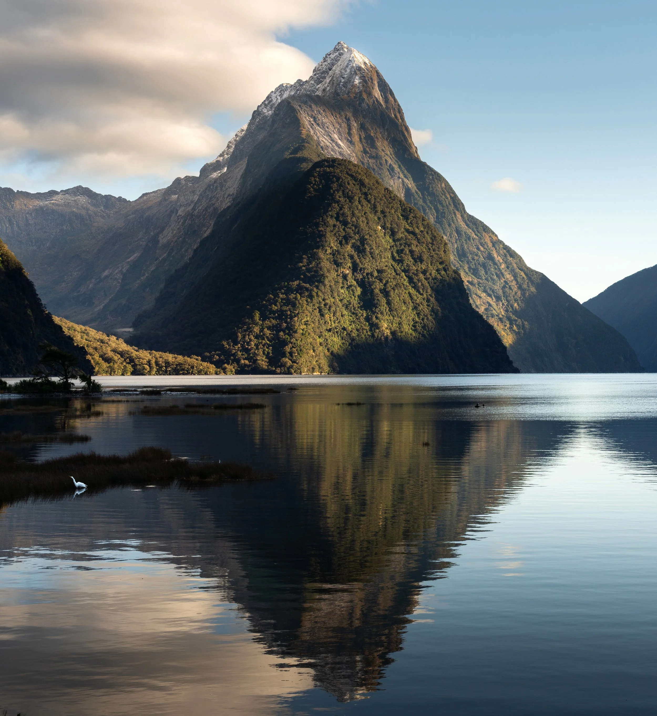 White Heron at Milford Sound