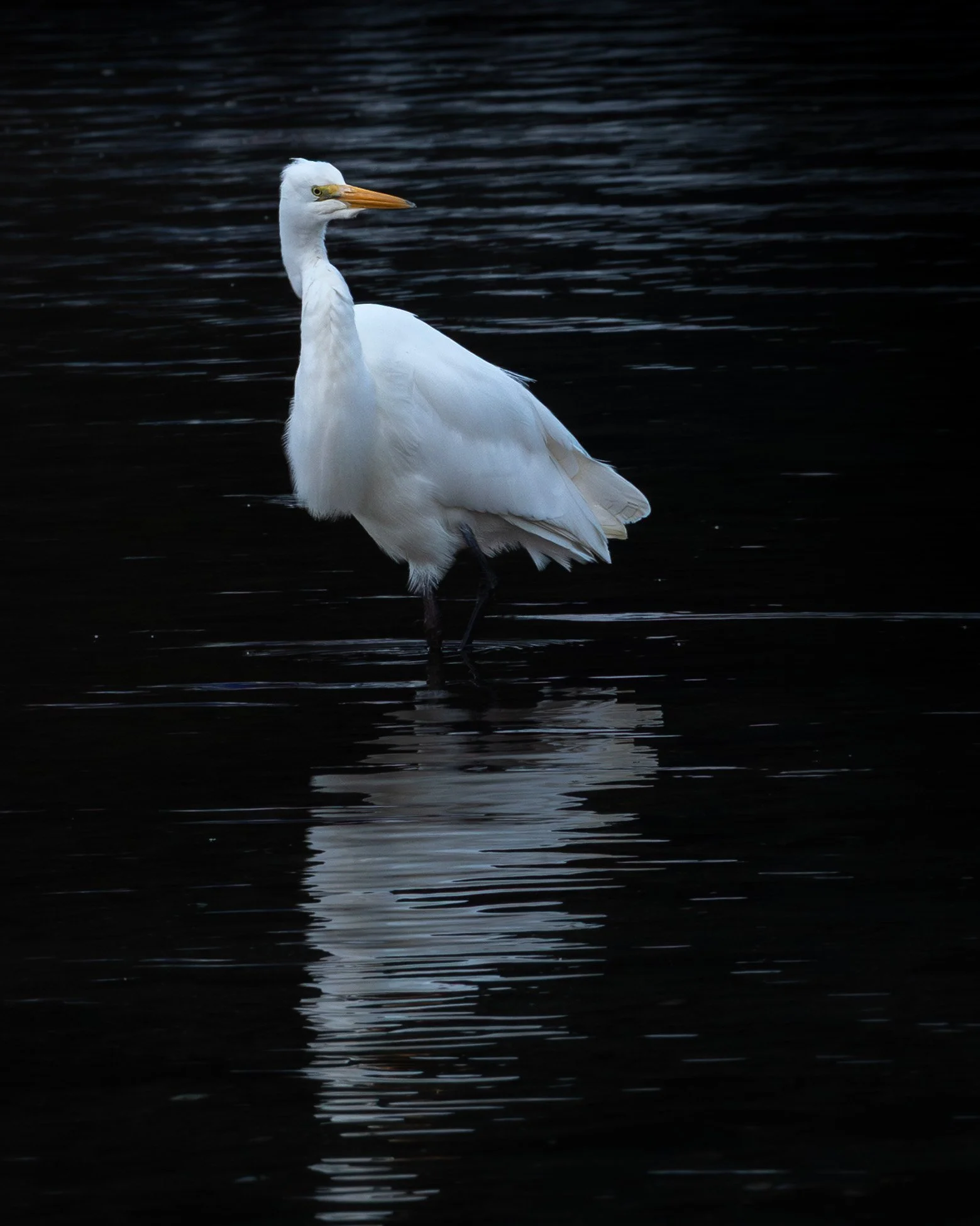 White Heron / Kokutu