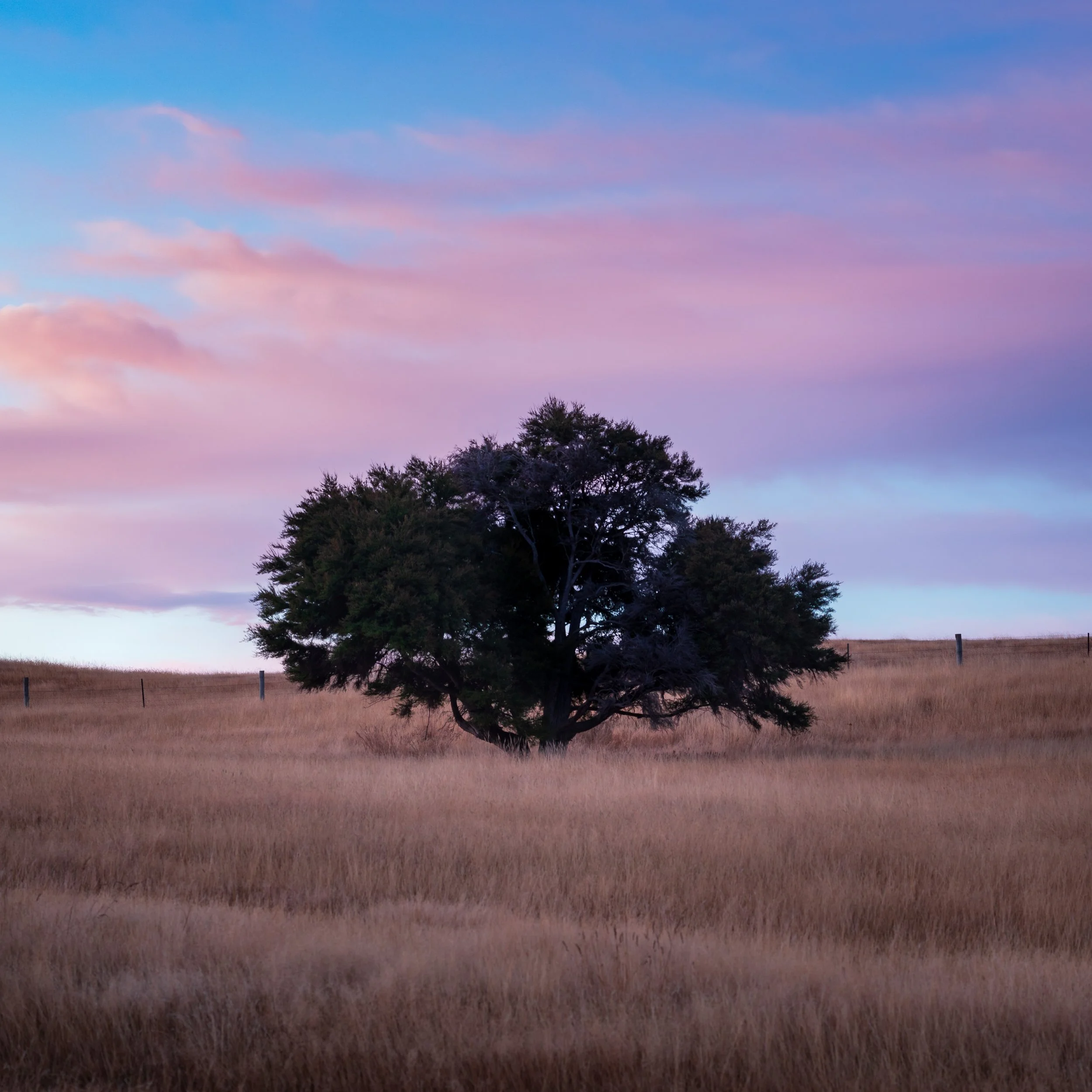 Tree at Hāwea