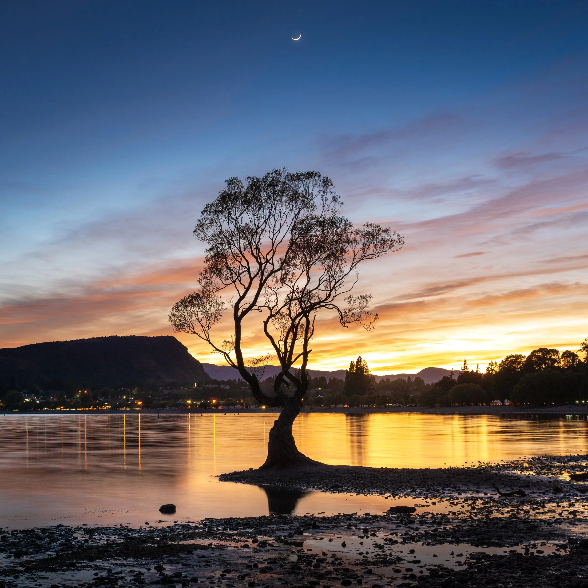 Crescent Moon over Wānaka Tree