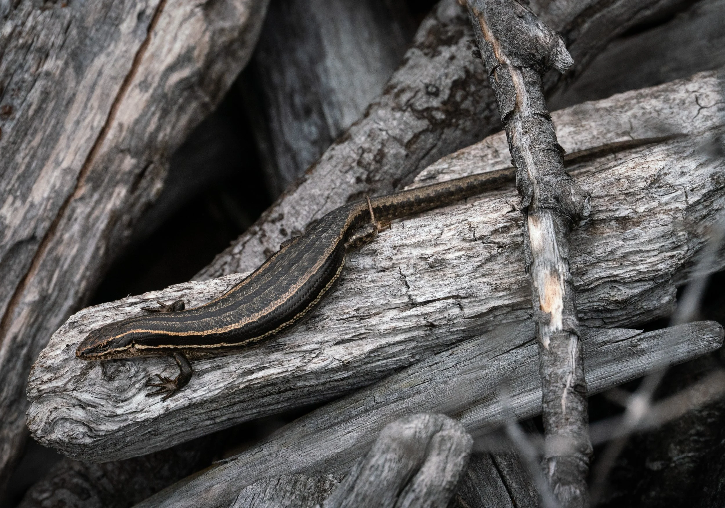 Skink