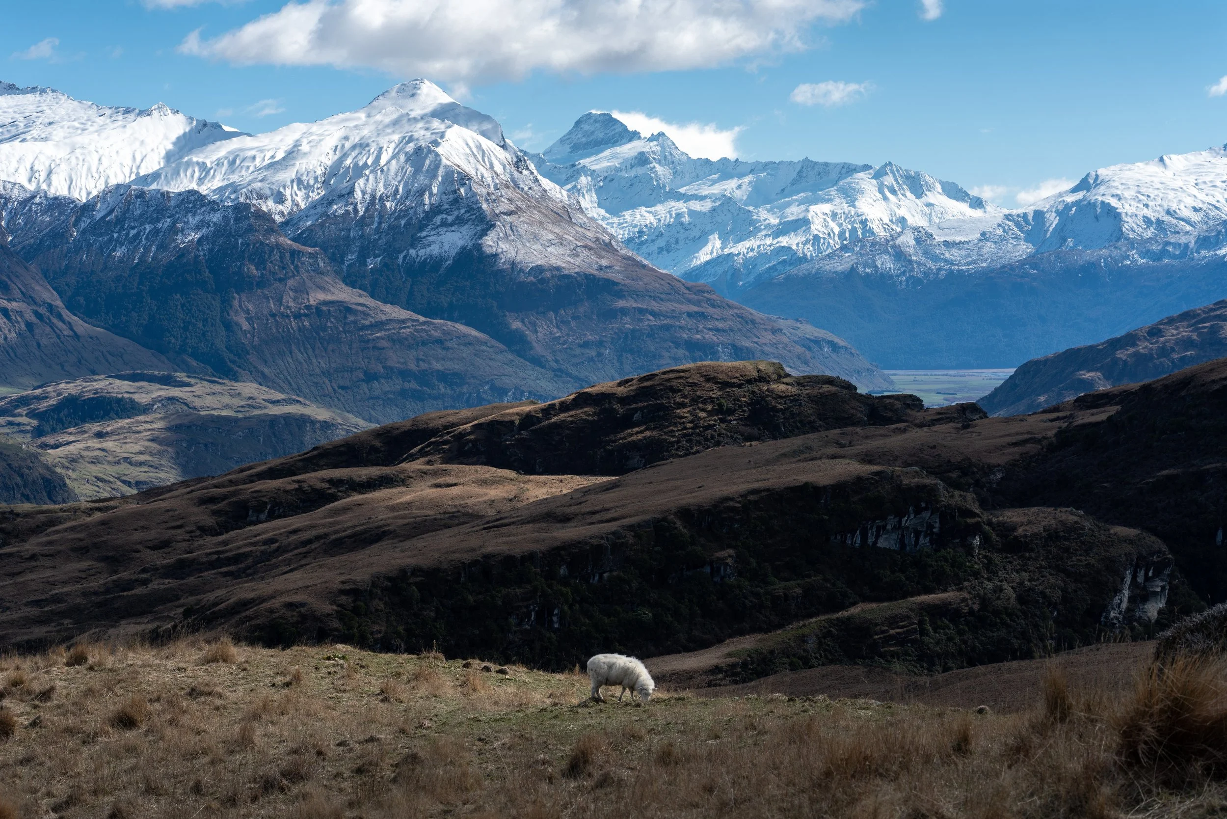 Sheep at Rocky Mountain