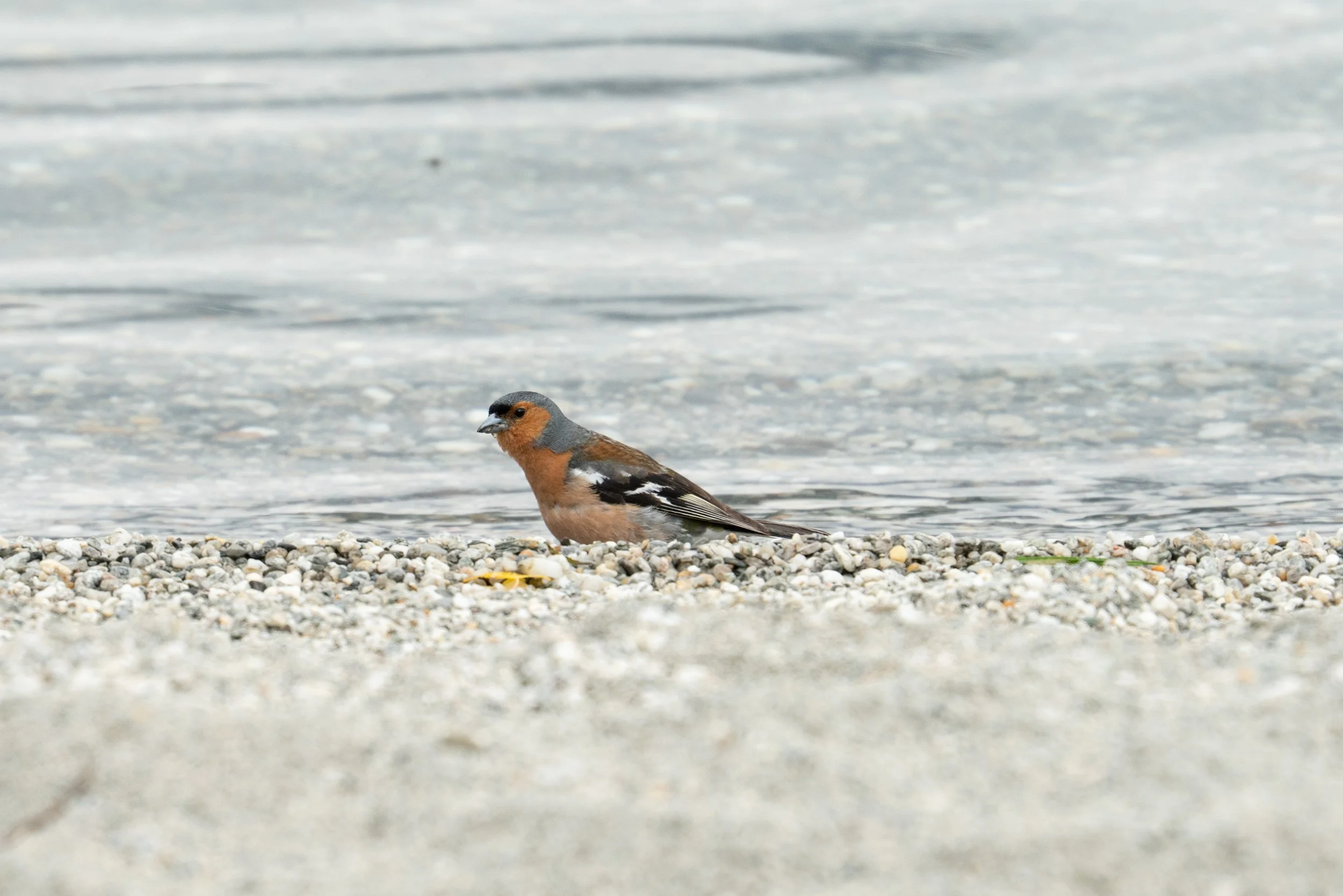 Chaffinch