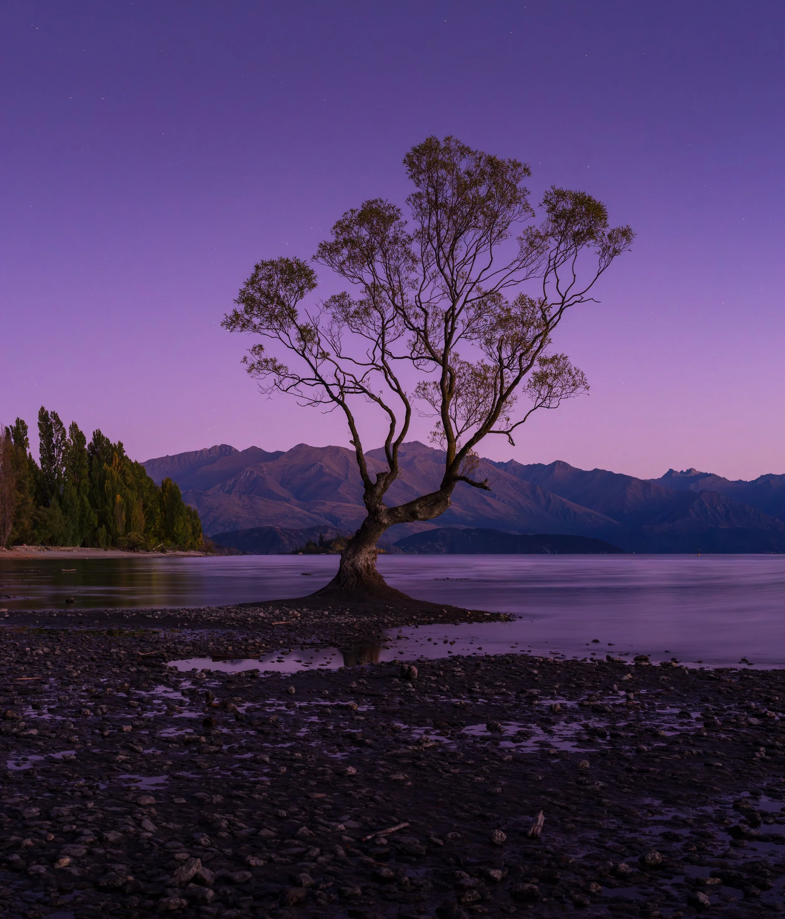 Wānaka Tree