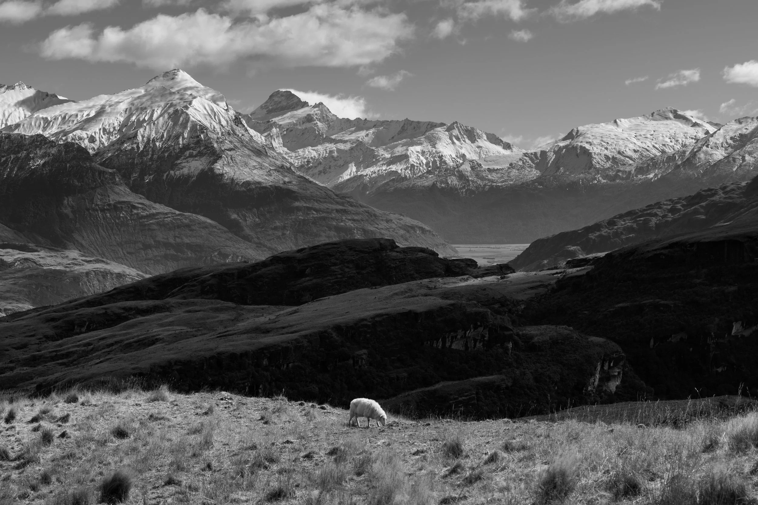"Grazing at the View"