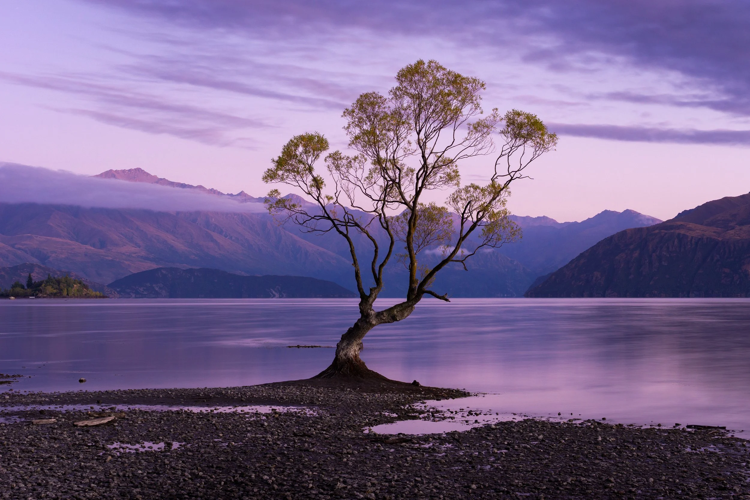 Wānaka Tree before sunrise
