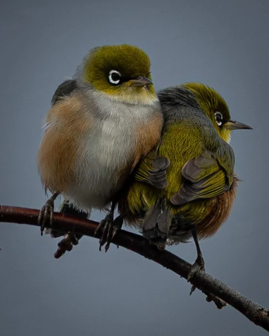 Silvereye or Wax-eye/ Tauhou