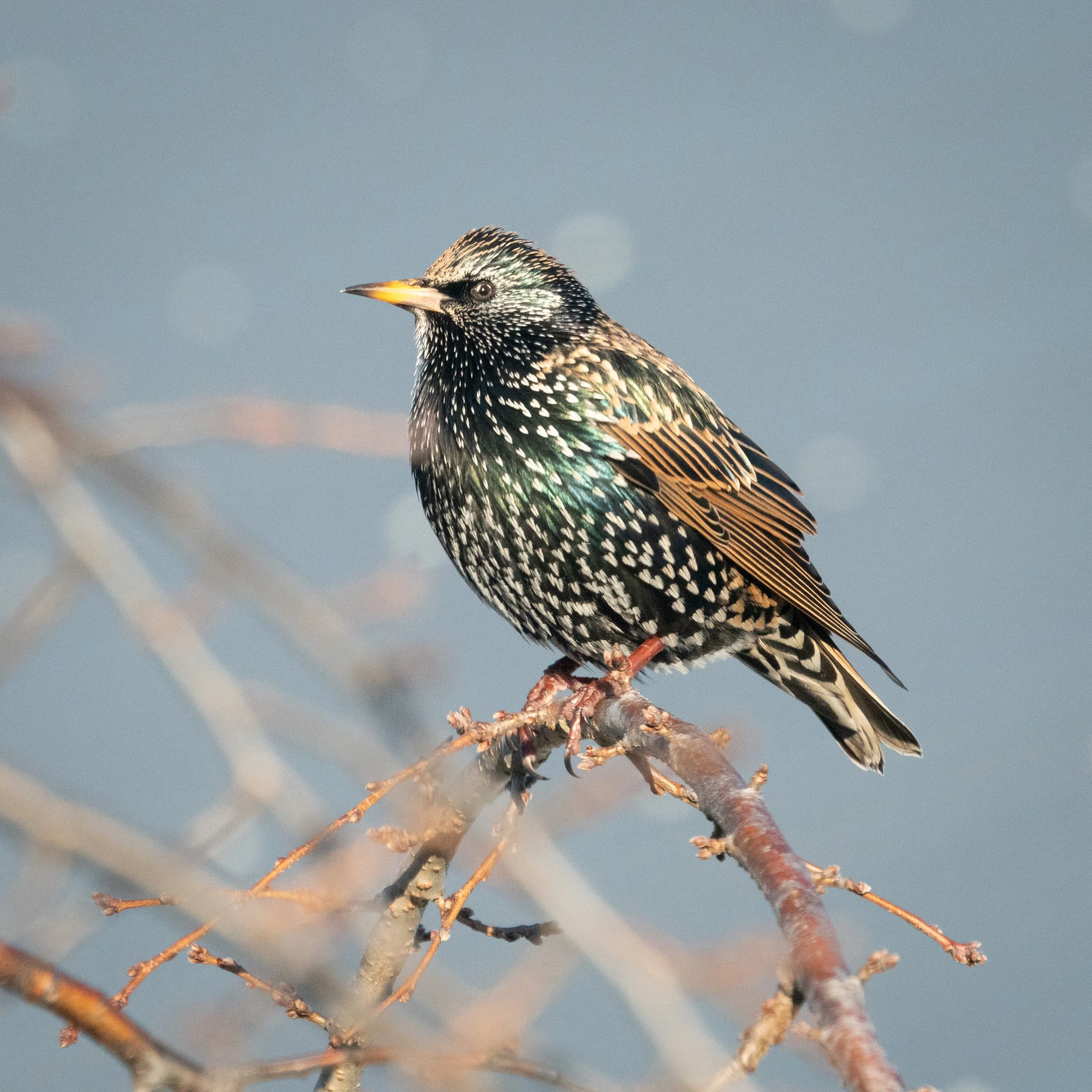 Startled Starling