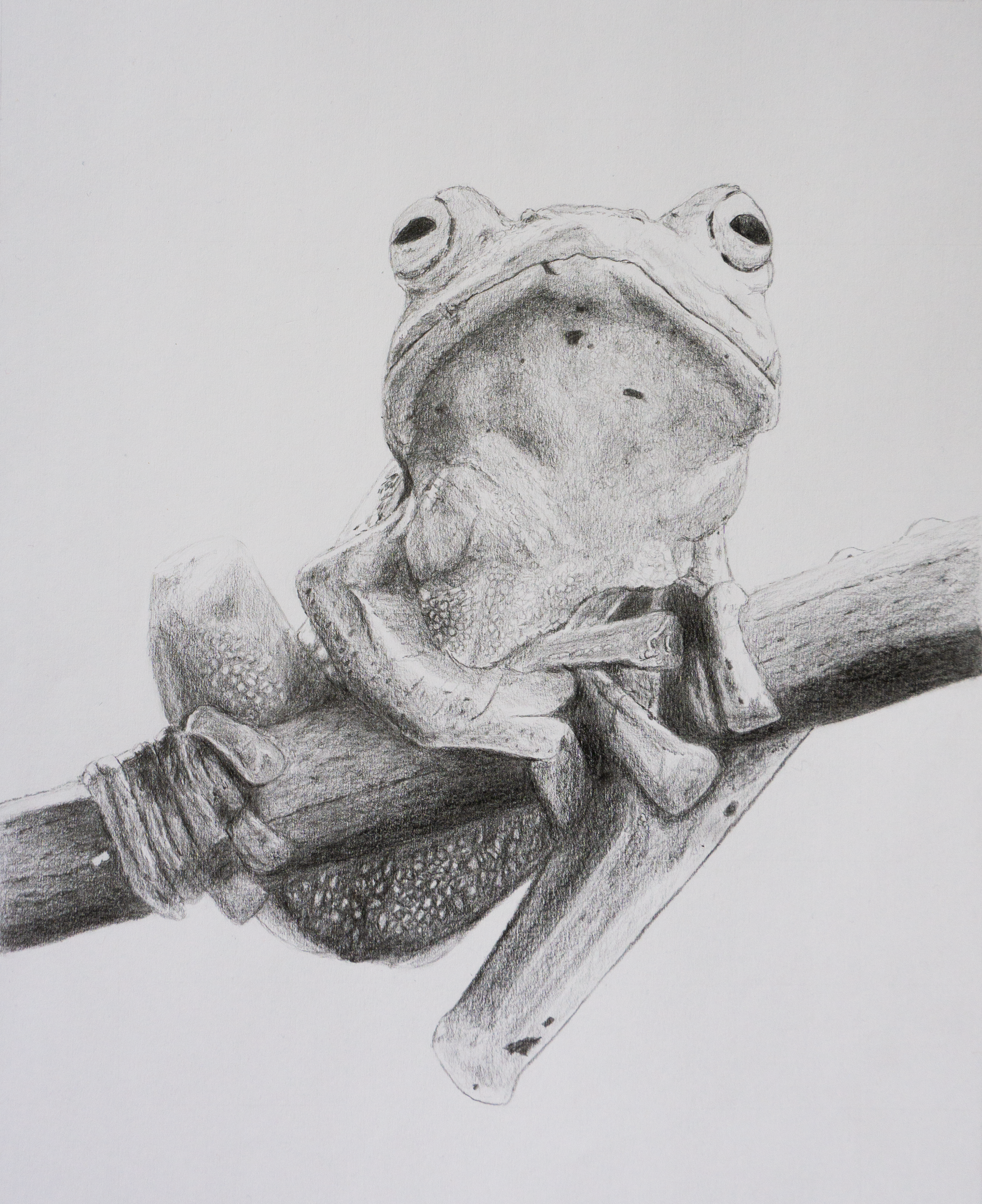 Frog

Reference photo credit: https://www.peakpx.com/en/hd-wallpaper-desktop-oluur