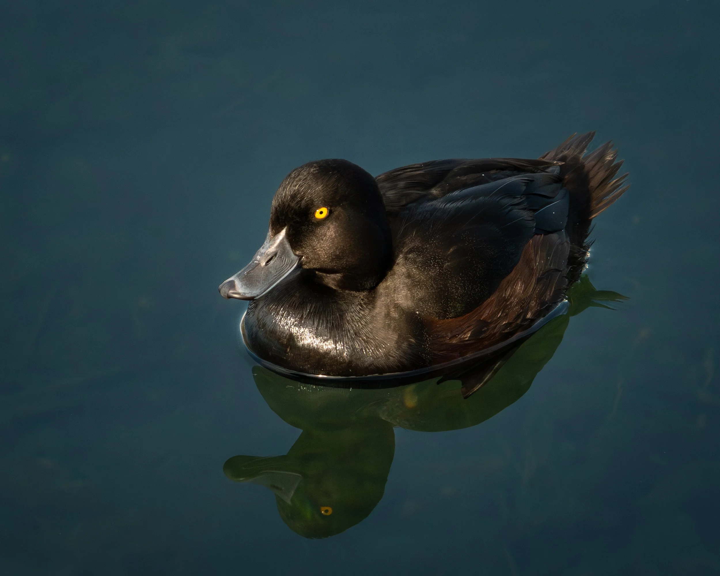New Zealand Scaup / Pāpango