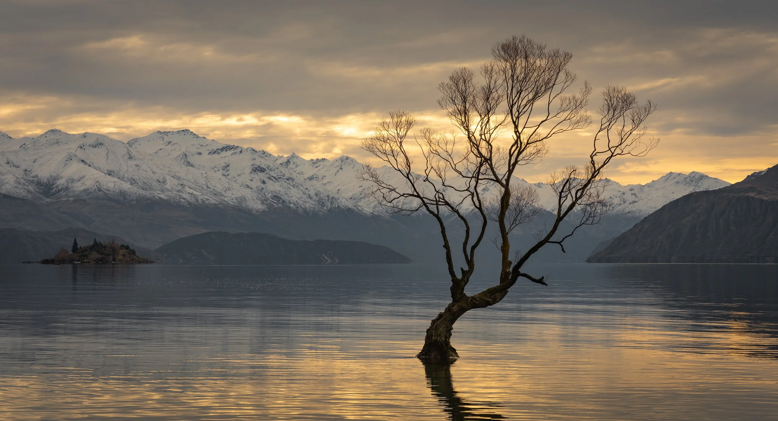 Wānaka Tree