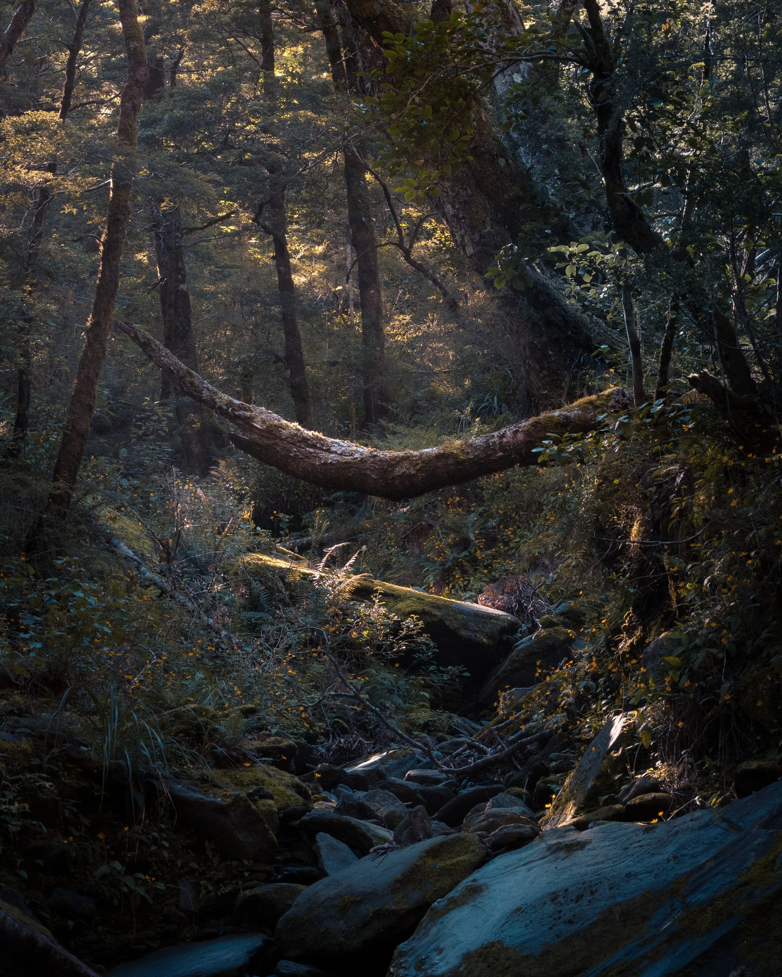 Tree Hammock, Matukituki Valley