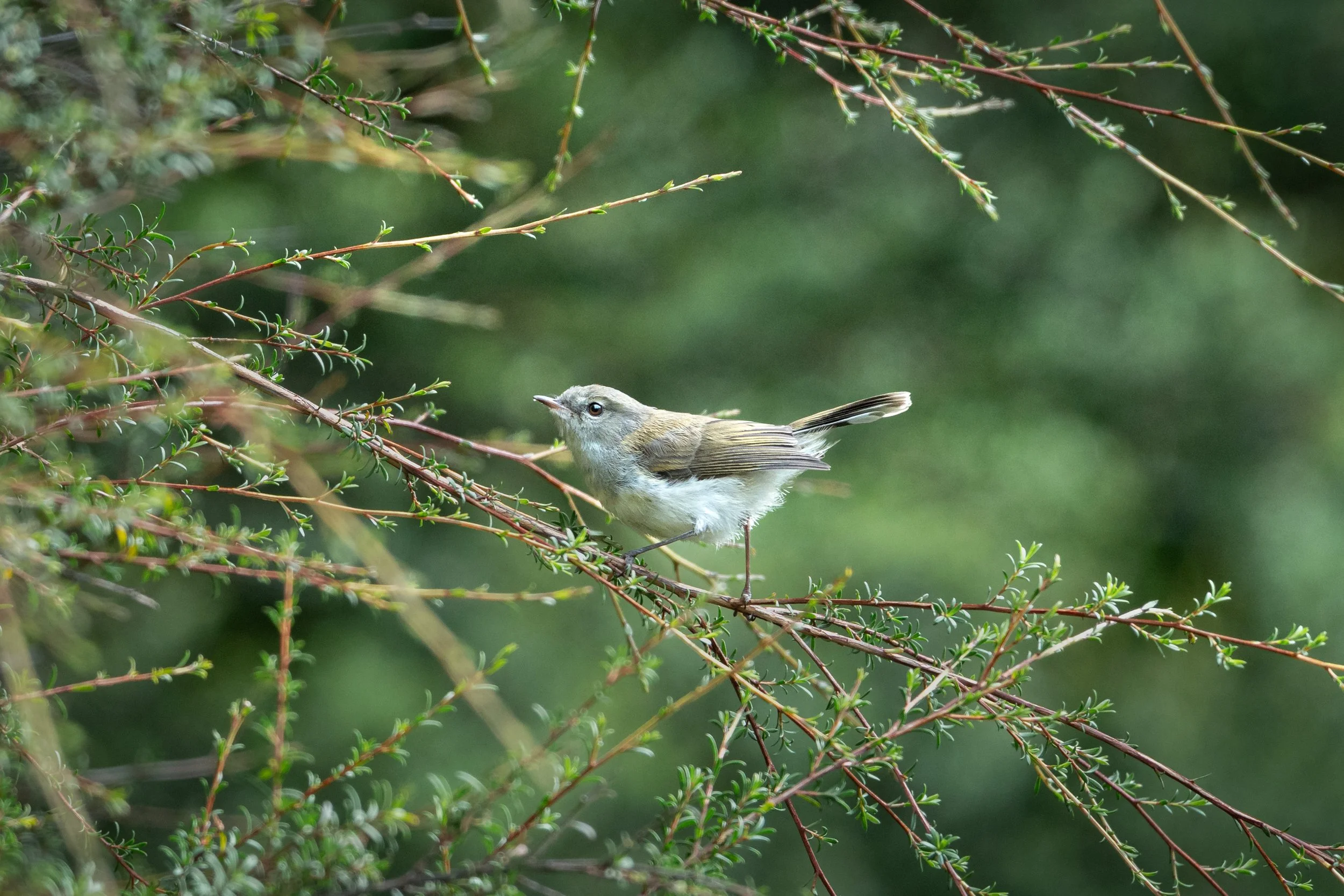Grey Warbler / Riroriro