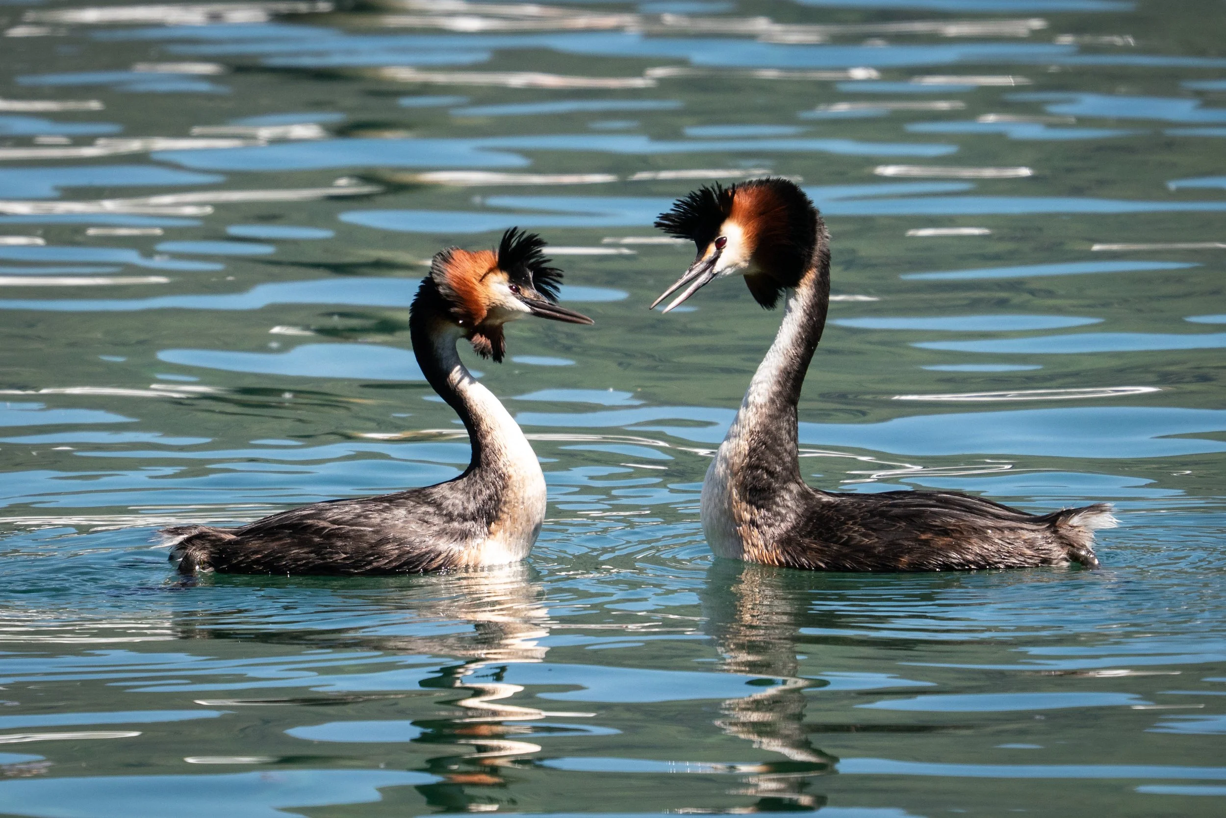 Australasian Crested Grebe / Pūteketeke