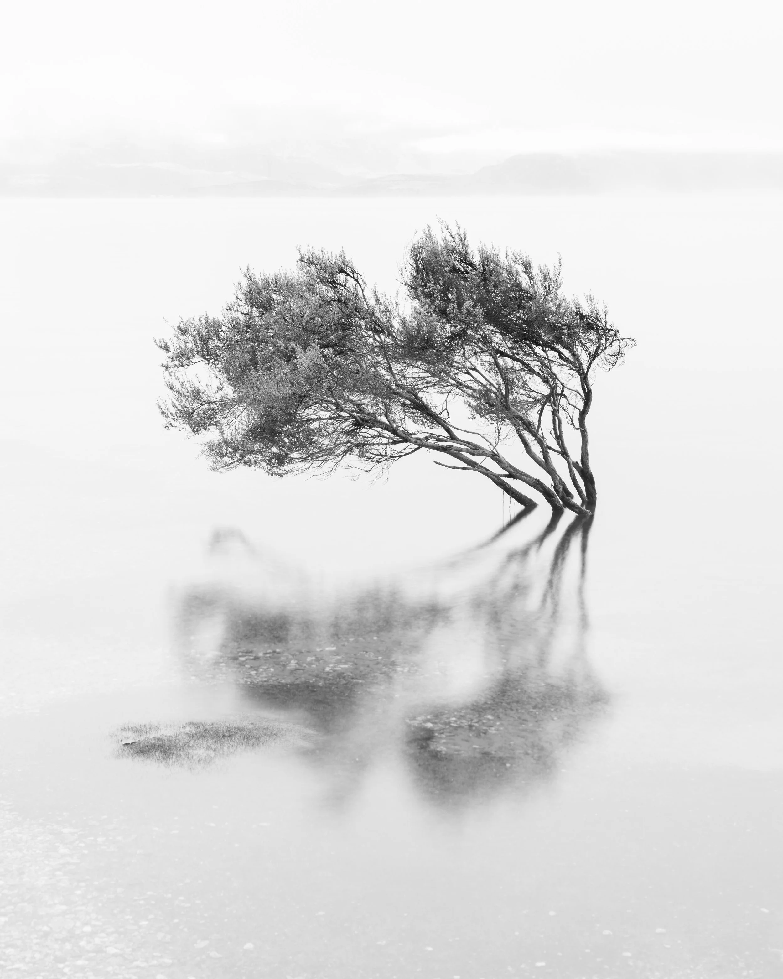 "Manuka Tree in Fog"