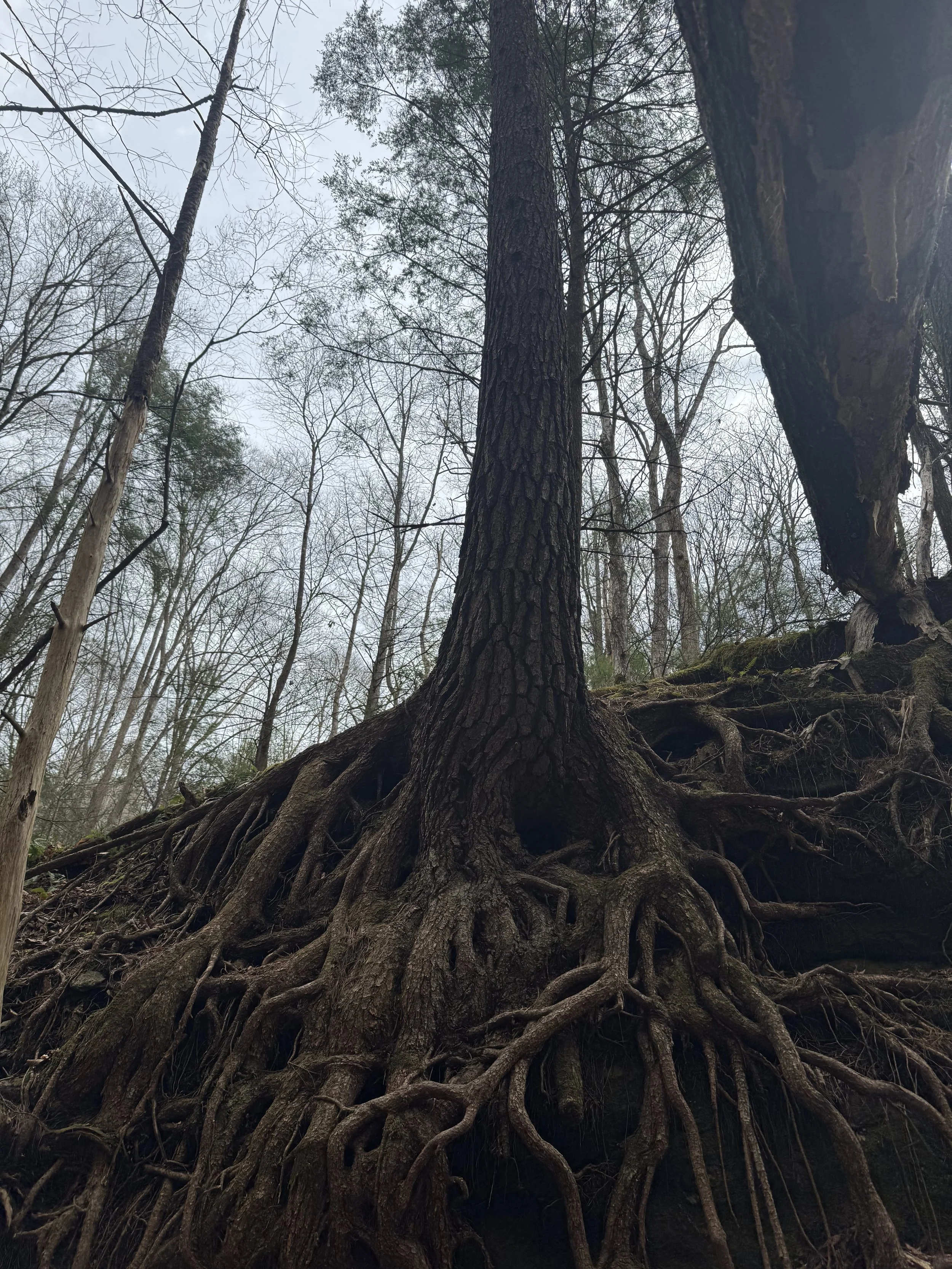 Intricate tree root system
